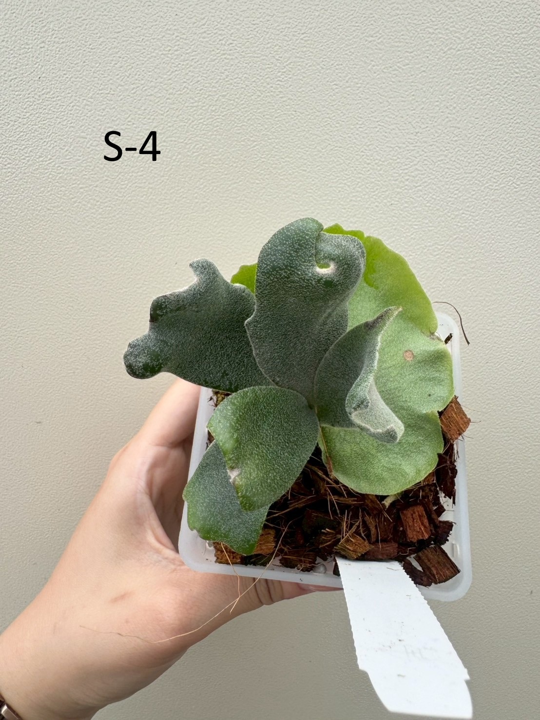 P. willinckii 'OMG', P. willinckii 'Samurai' sporeling