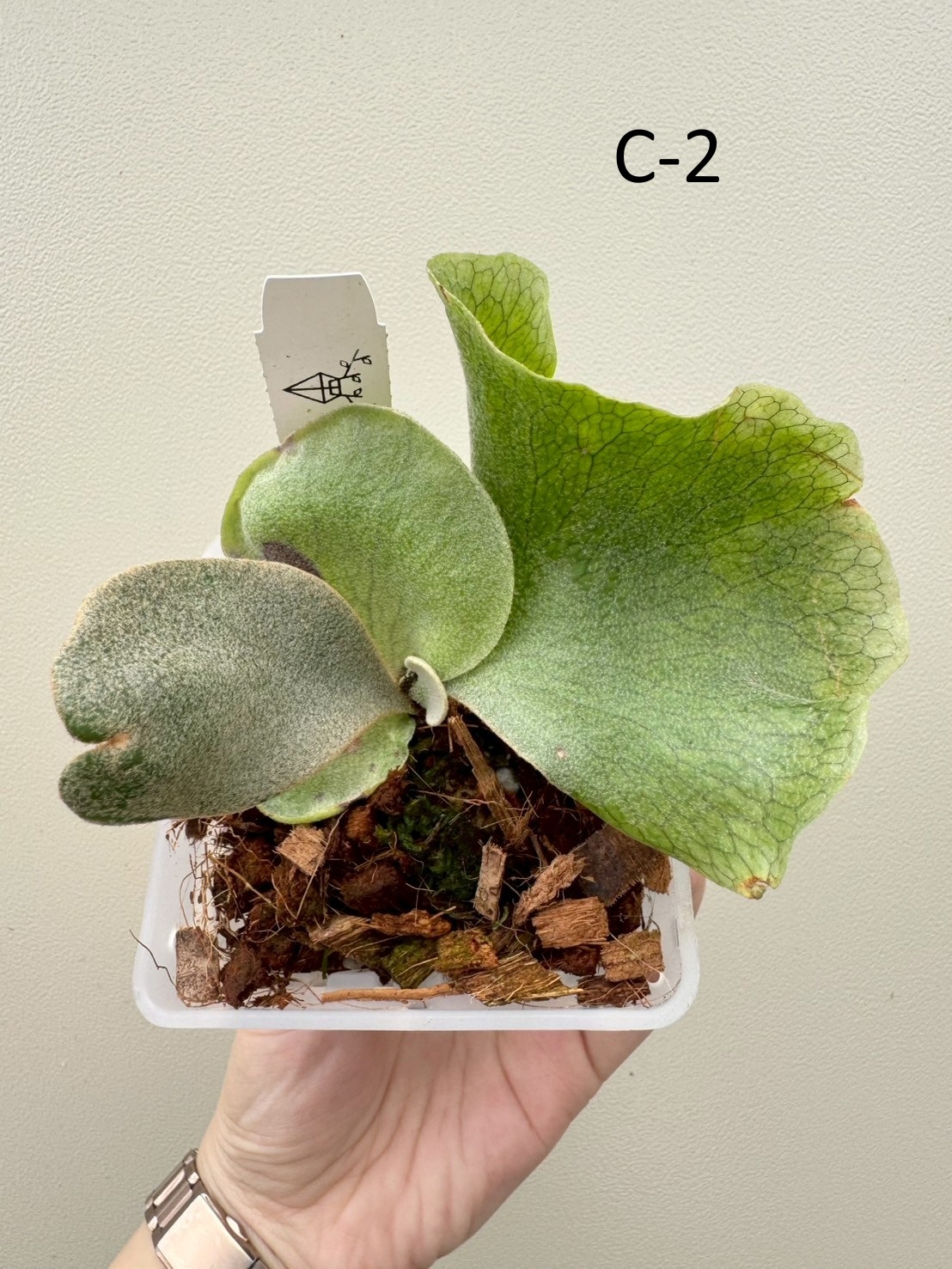 ア*ム様 willinckii ym Nam Ping mix select P. Willinckii Spore - Platycerium for Sale | Rare