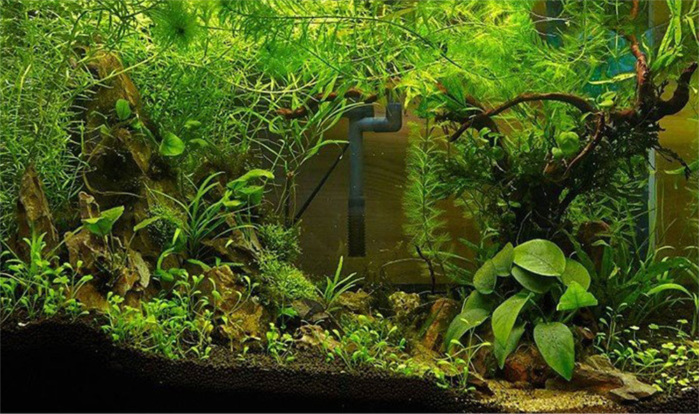 這款中性陶瓷砂適合所有水域魚類,且非常適合水草種植和魚缸造景。讓您的水族箱不僅美觀且生態穩定,提供理想的生長環境