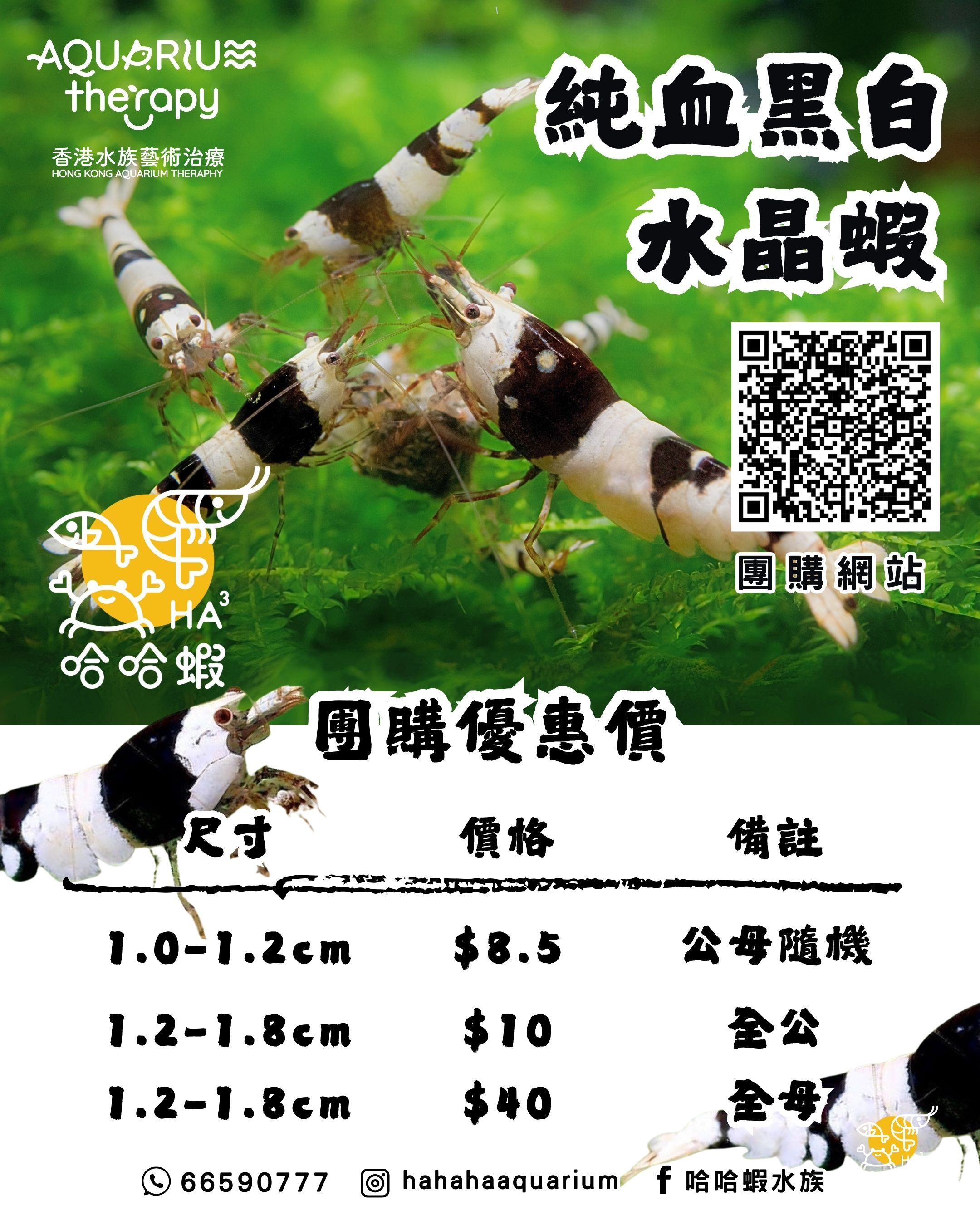 純血黑白水晶蝦 [非現貨]