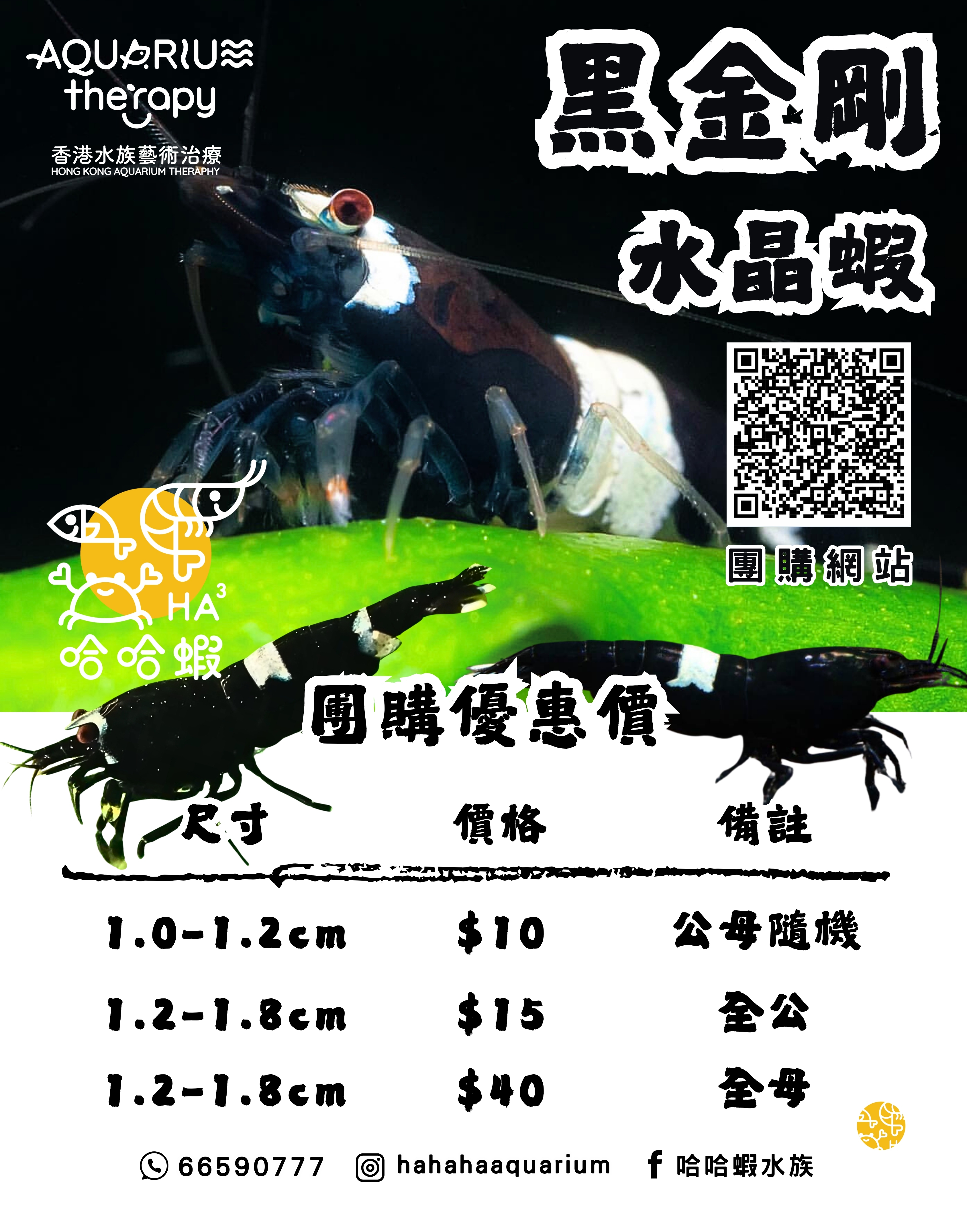 黑金剛水晶蝦｜ Black King Kong Shrimp（BKK） [團購]