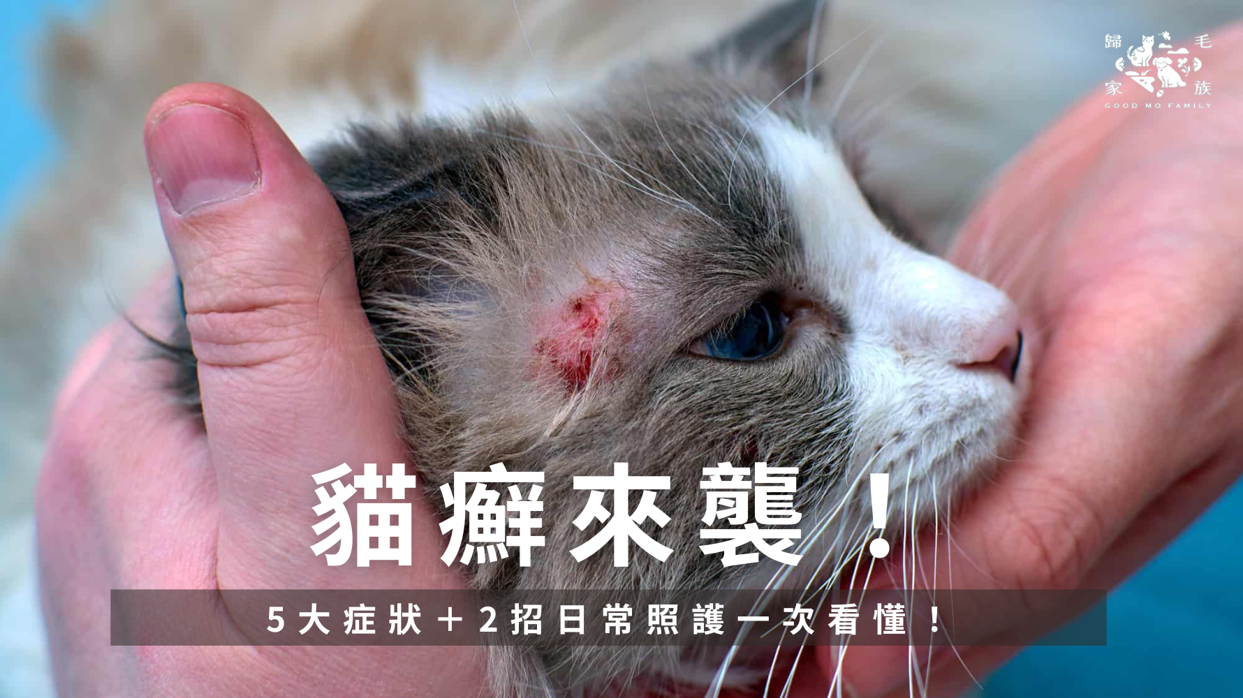 貓癬來襲!5大症狀+2招日常照護,新手飼主也能快速上手!