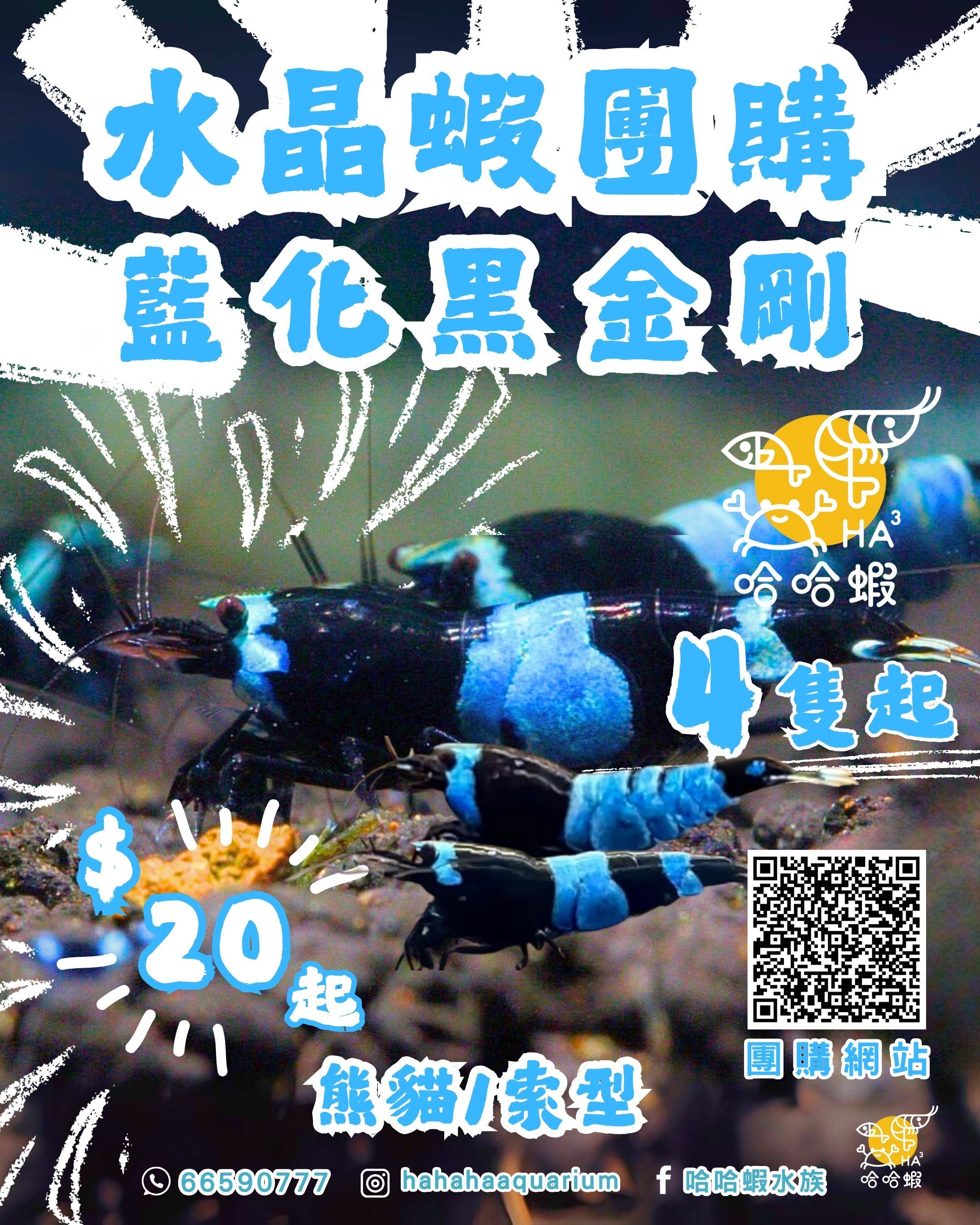 藍化黑金剛水晶蝦 ｜ Black King Kong Shadow Shrimp（Shadow BKK) [團購]