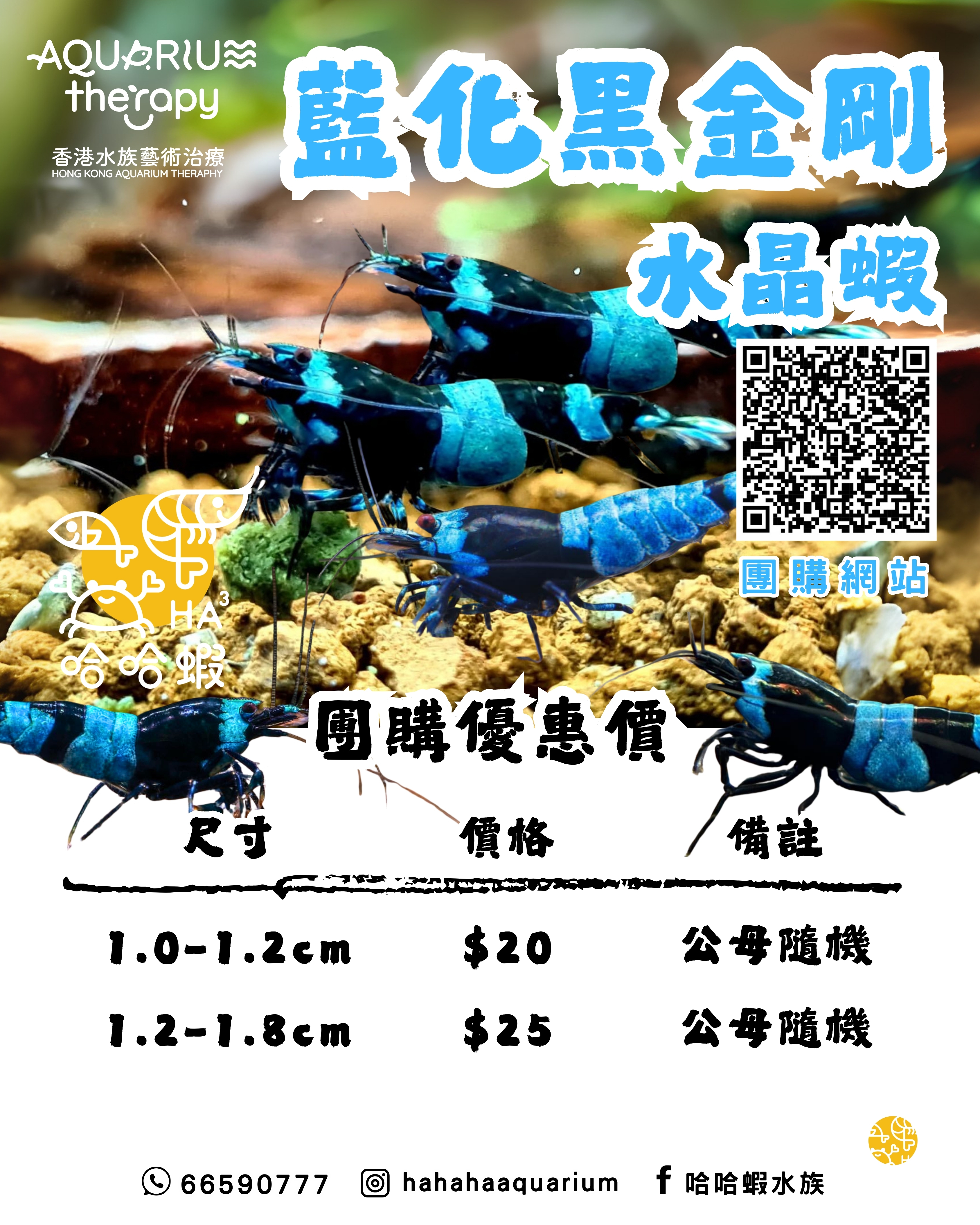 藍化黑金剛水晶蝦 ｜ Black King Kong Shadow Shrimp（Shadow BKK) [團購]