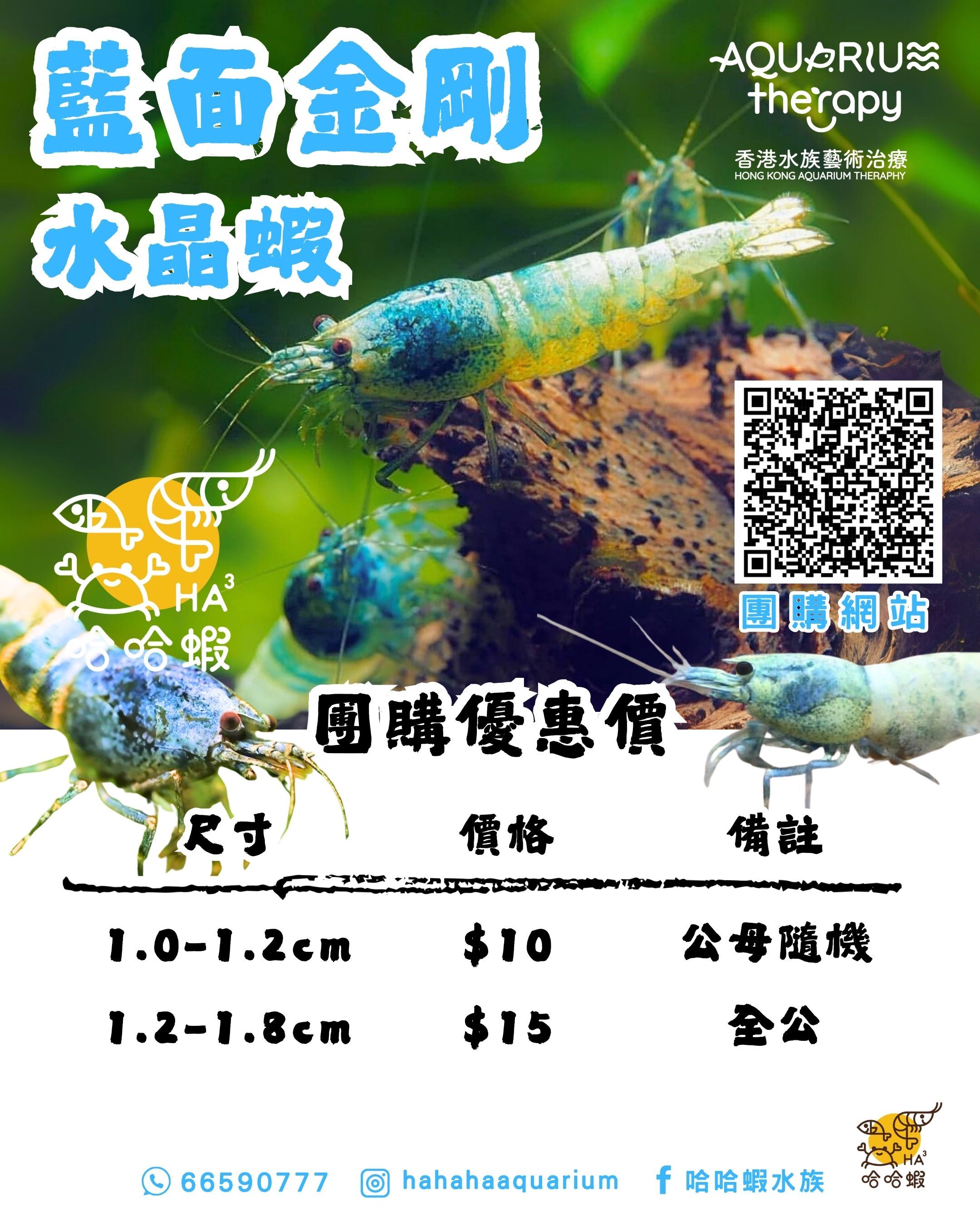 藍面金剛水晶蝦 ｜ Blue Bolt Shrimp [團購]