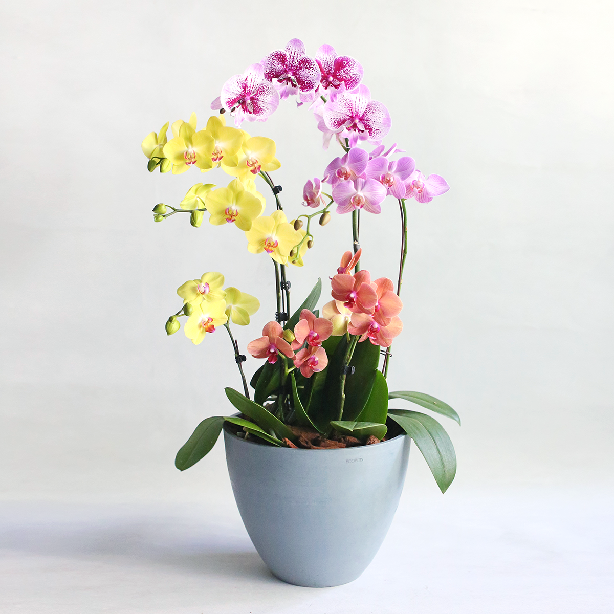金露 中秋蝴蝶蘭花禮 / 官網限定優惠