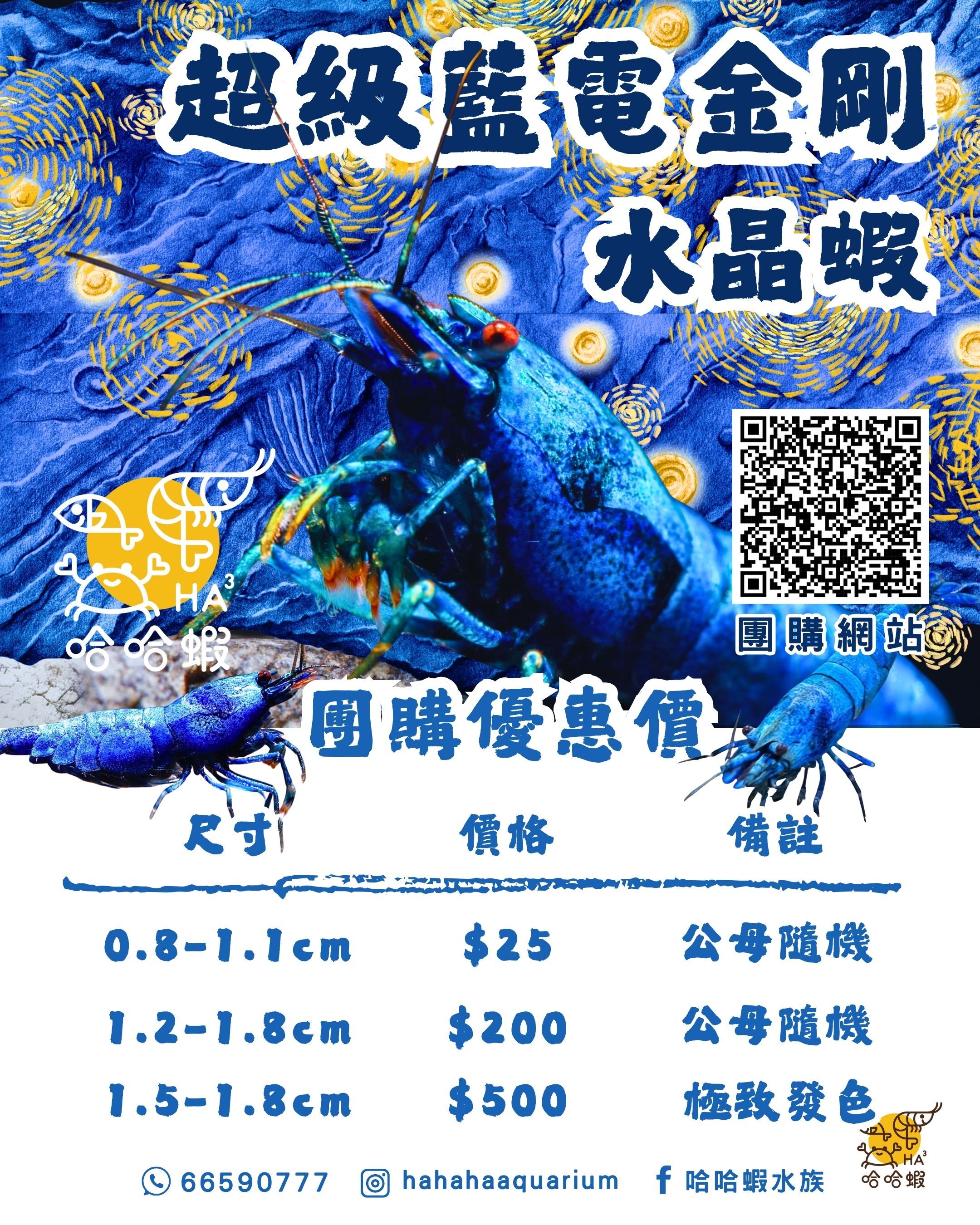 超級藍電金剛水晶蝦 ｜ Super Blue Bolt Shrimp [團購]