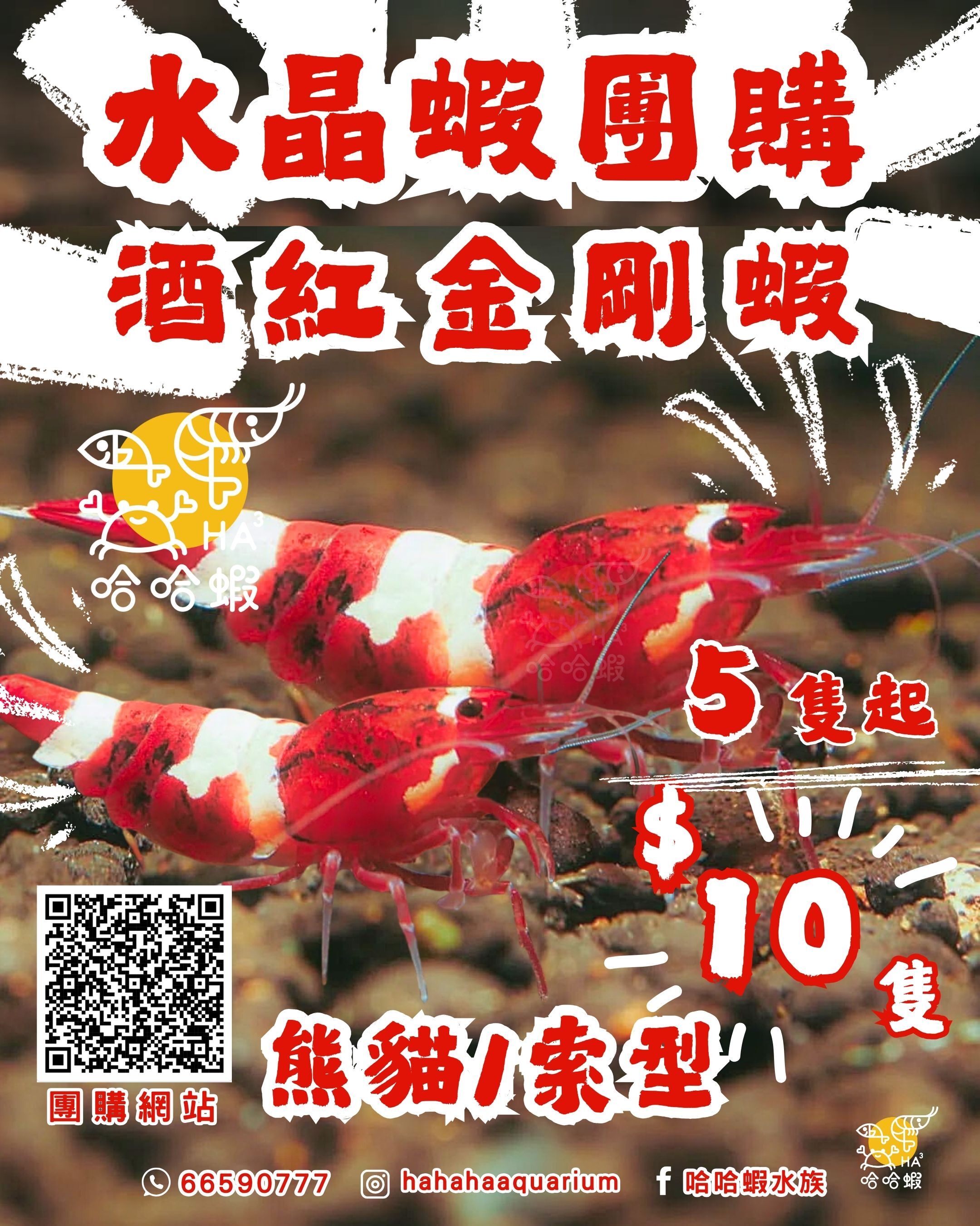 酒紅金剛水晶蝦 ｜Red King Kong shrimp [團購]