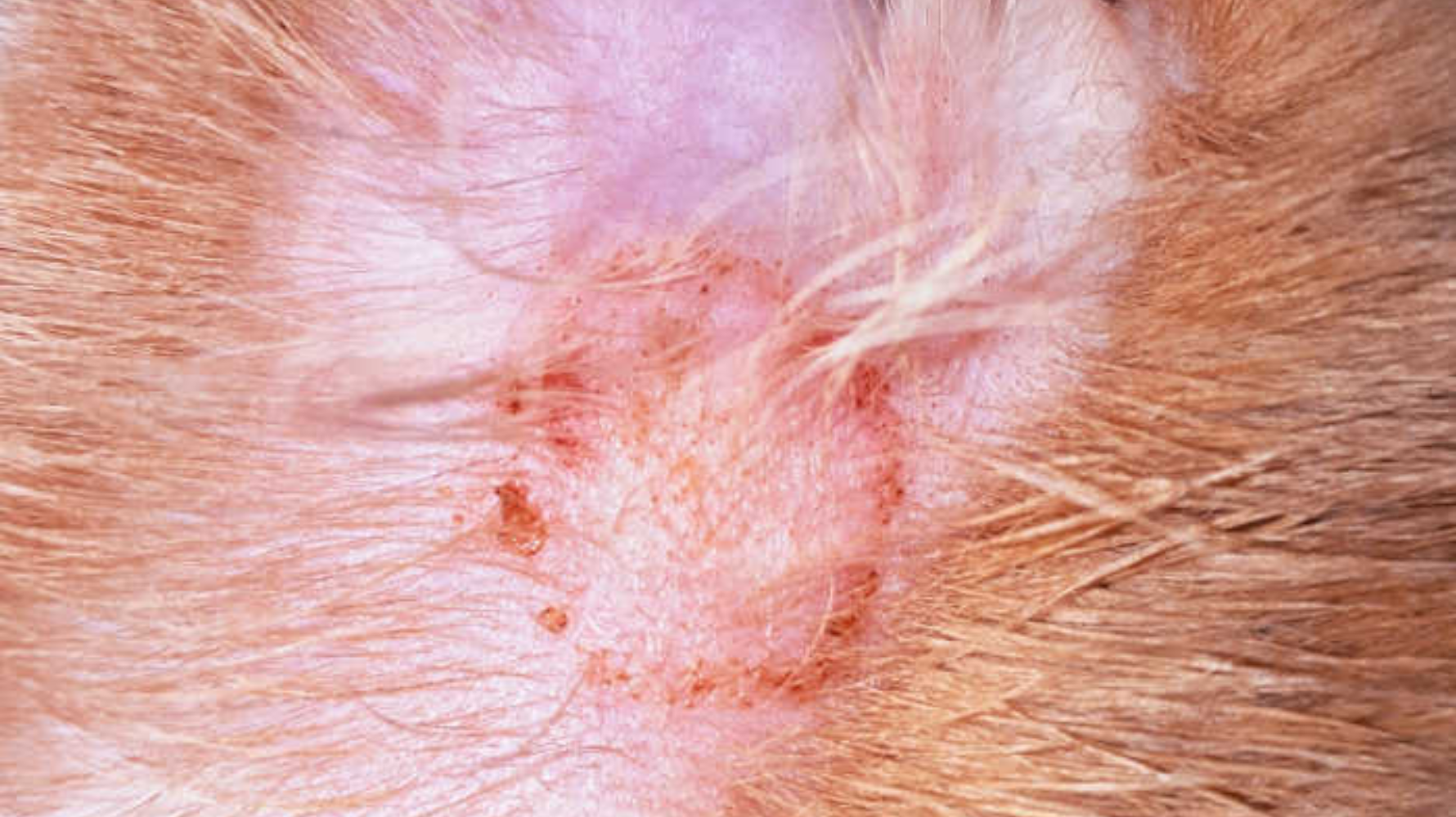 許多飼主聽到「貓癬」就會聯想到不乾淨,但其實這是一種常見的皮膚黴菌感染,跟環境、免疫力與照護習慣密切相關。本章將帶你認識貓癬是什麼、如何感染,以及高風險情境有哪些,幫助你從源頭了解這場皮膚攻防戰。