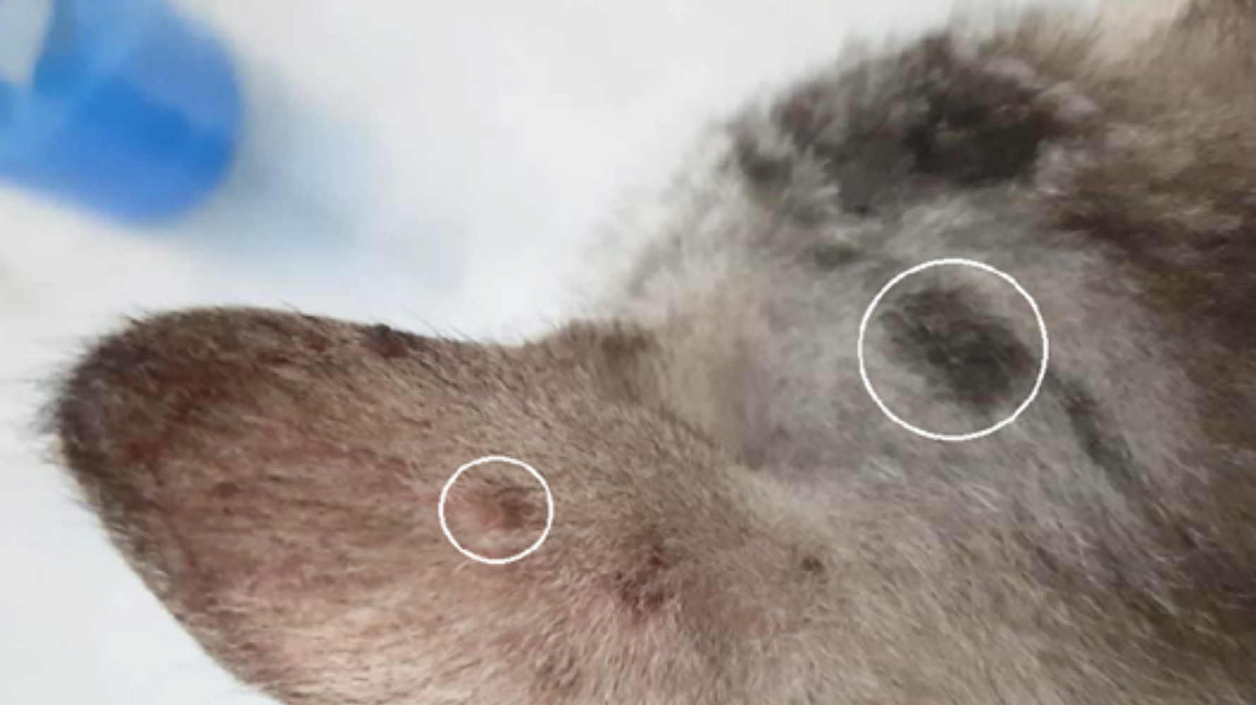 初期的貓癬有時候會被誤以為是單純的掉毛或皮膚過敏,但其實只要觀察幾個關鍵位置與症狀變化,就能及早辨識。本段會教你如何判斷貓咪是否可能感染黴菌,以及獸醫是如何進行檢查與診斷的。