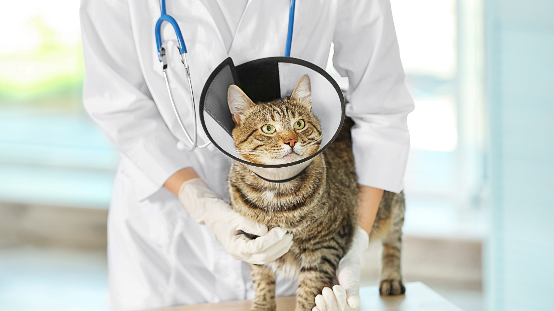 當貓咪確診貓癬,不只是皮膚病灶要處理,整體環境與貓咪生活習慣也要同步管理,否則極易復發,甚至傳染給人或其他毛孩。