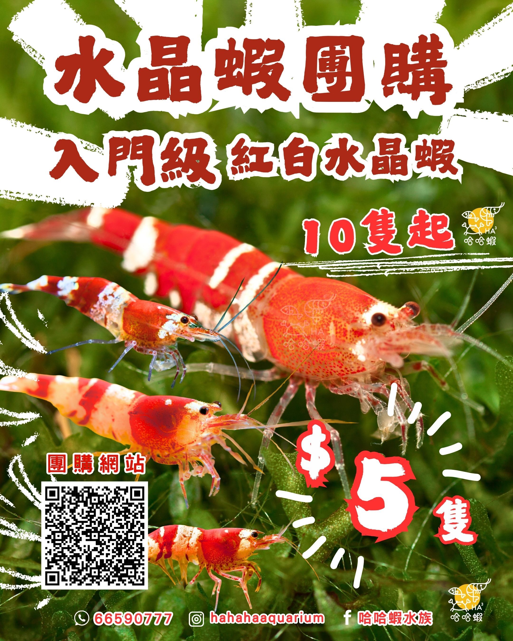 普通紅白水晶蝦 （入門級）[非現貨]