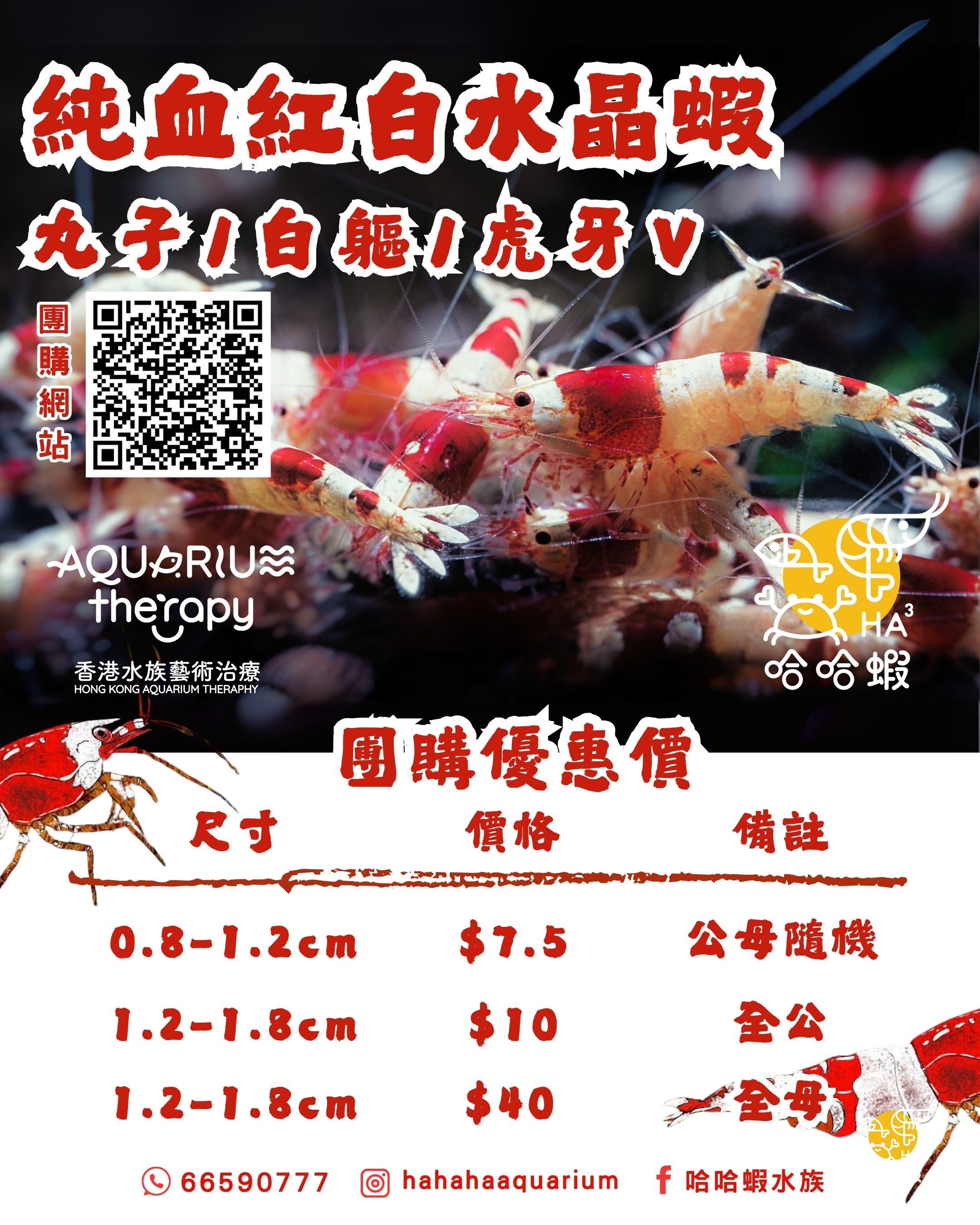 純血紅白水晶蝦  [非現貨]