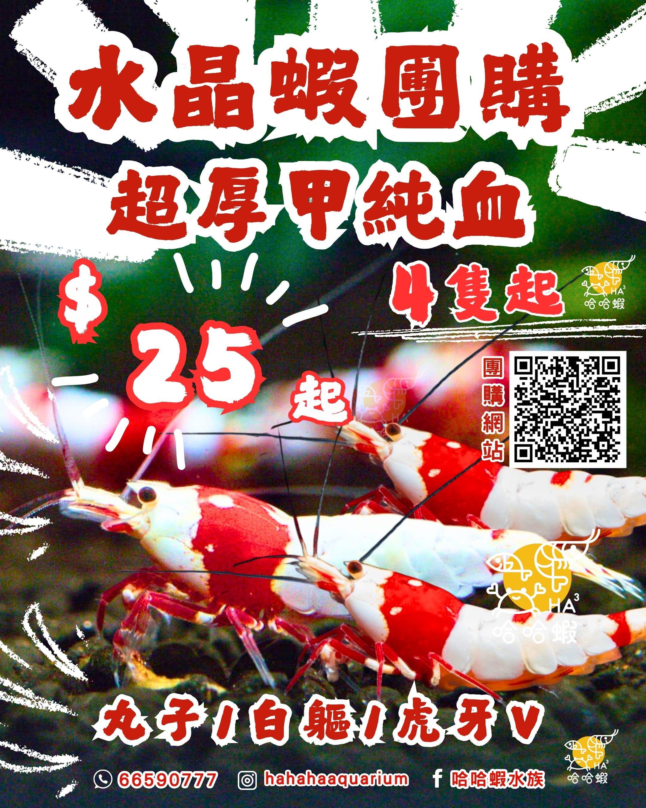 超厚甲純血紅白｜水晶蝦  [非現貨]