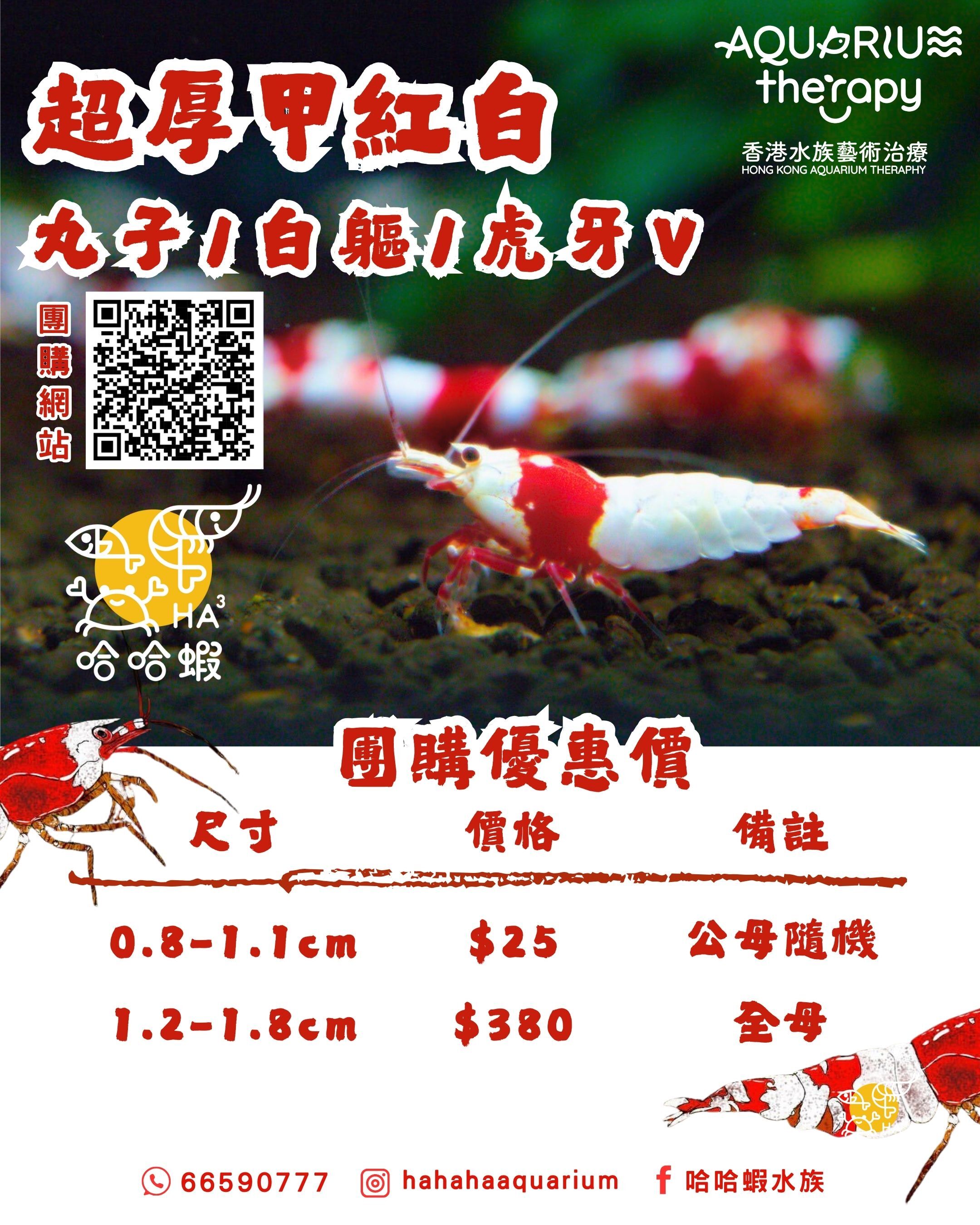 超厚甲純血紅白｜水晶蝦  [非現貨]