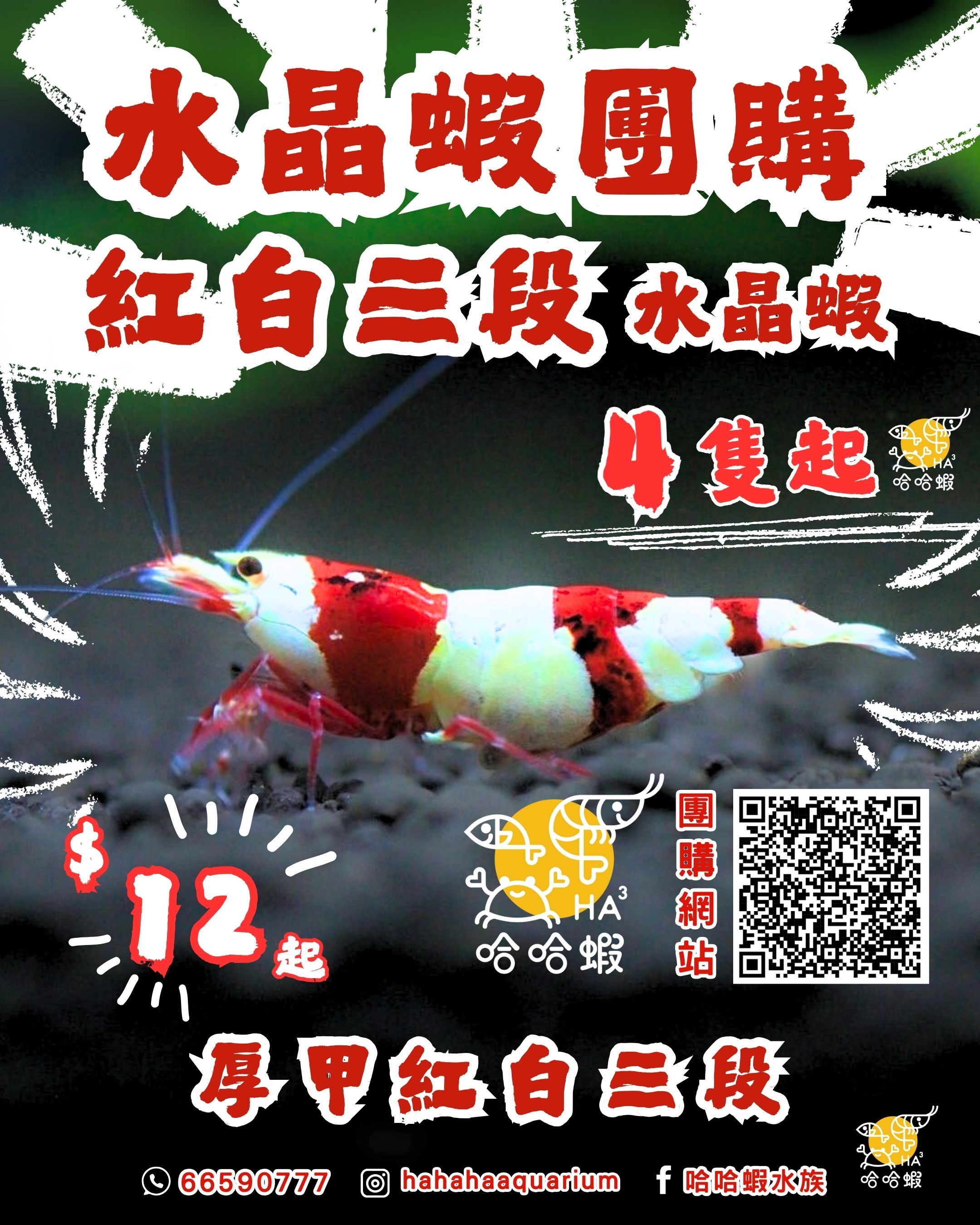 純血紅白三段｜水晶蝦  [非現貨]