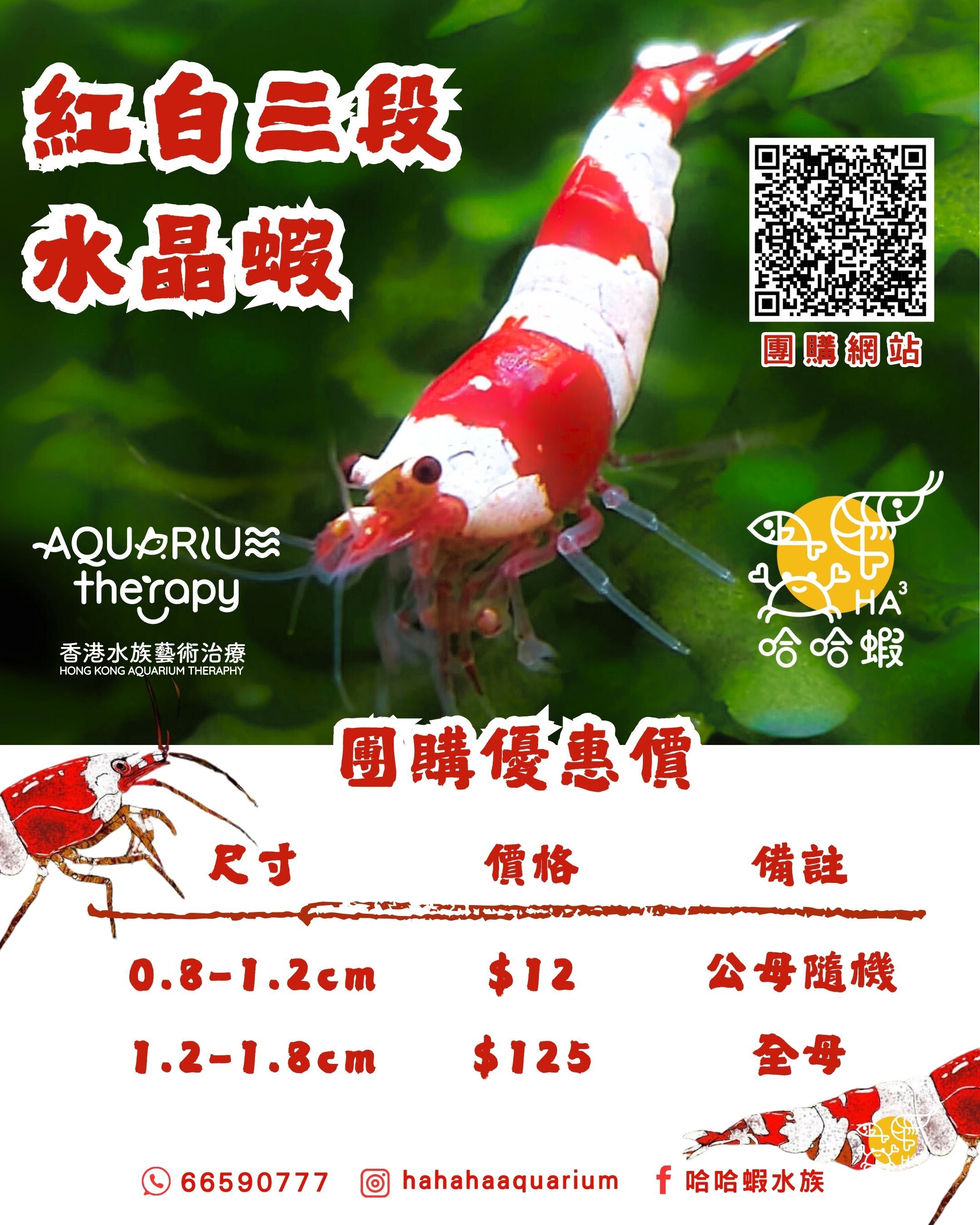 純血紅白三段｜水晶蝦  [非現貨]