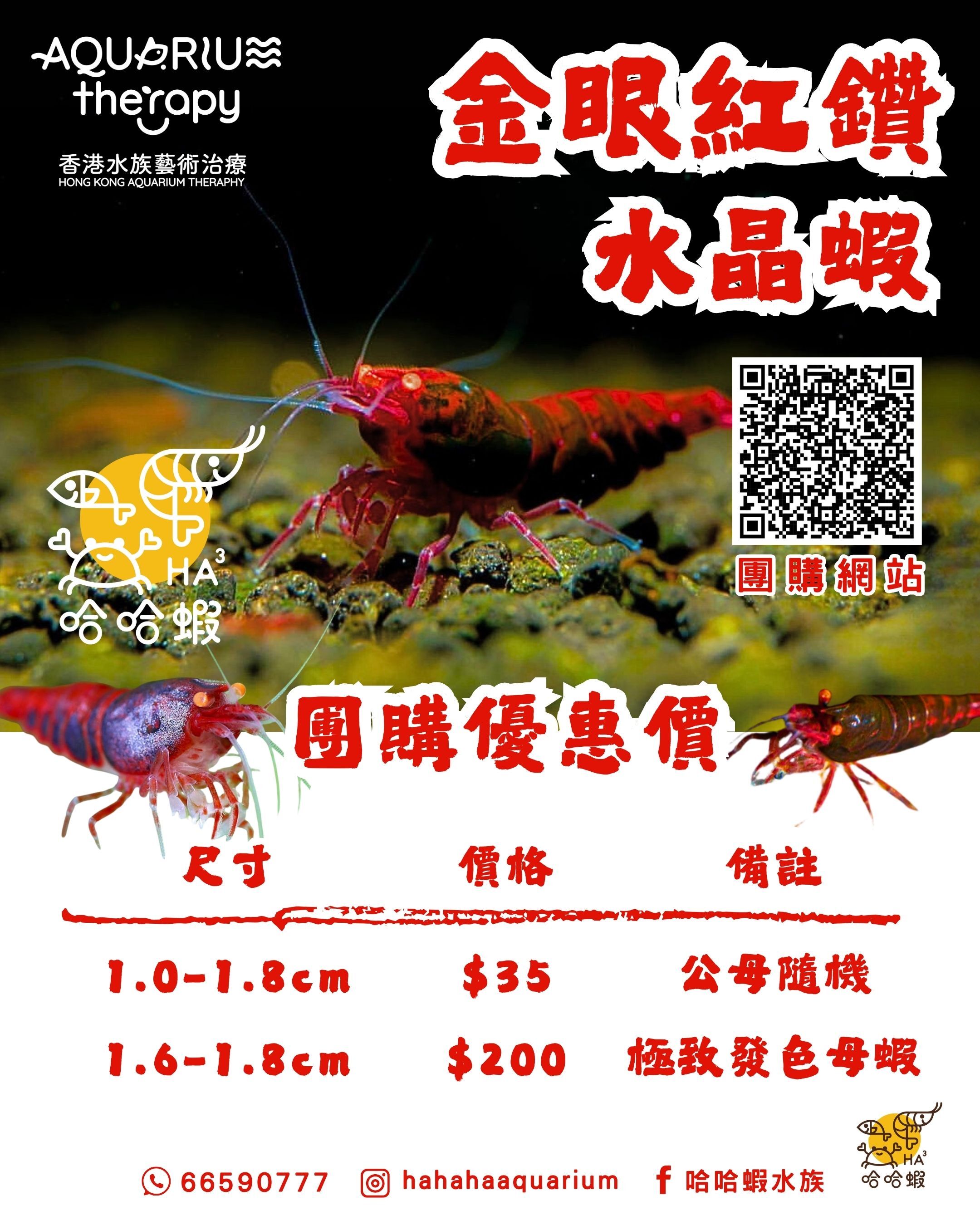 金眼紅鑽金剛水晶蝦 ｜ Orange Eye Red KingKong Shrimp [團購]
