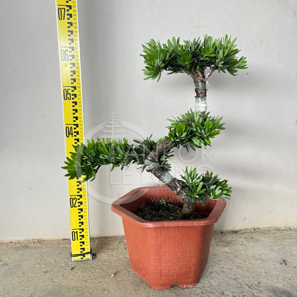 TKL - Outdoor Bonsai Podocarpus Chrisantenum 菊花罗汉松六角盆