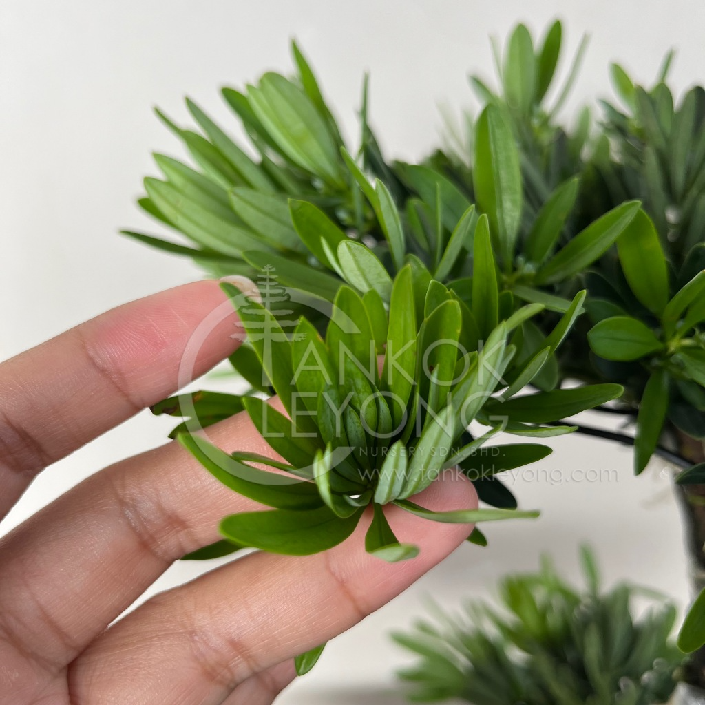 TKL - Outdoor Bonsai Podocarpus Chrisantenum 菊花罗汉松六角盆