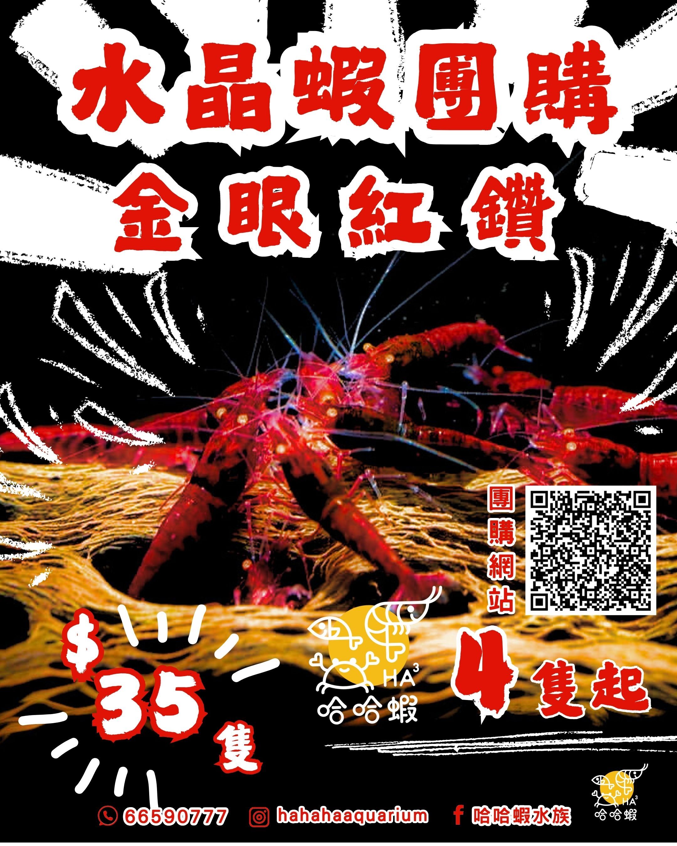 金眼紅鑽金剛水晶蝦 ｜ Orange Eye Red KingKong Shrimp [團購]