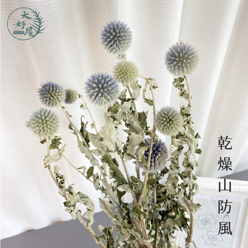 永生 / 乾燥 山防風【大束裝】