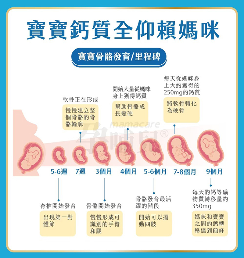 孕哺兒，新一代 BP 媽媽鈣片＋D咀嚼片