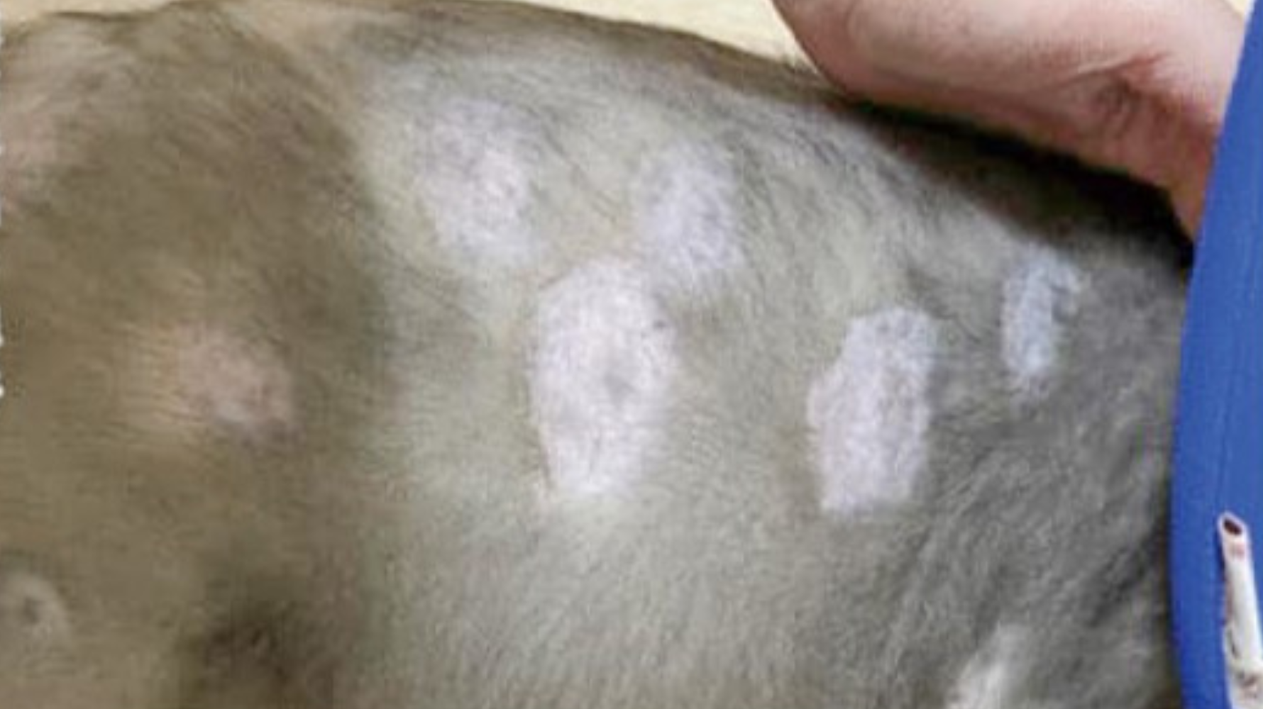 全球超過90%的貓癬病例都是由犬小孢子菌（Microsporum canis）引起，這種真菌的孢子具有極強的抗性，能在環境中存活長達一年之久。這些真菌以角蛋白為食物來源，角蛋白是毛髮和指甲的主要結構，他們會消化角蛋白並快速繁殖，產生數百萬個孢子。