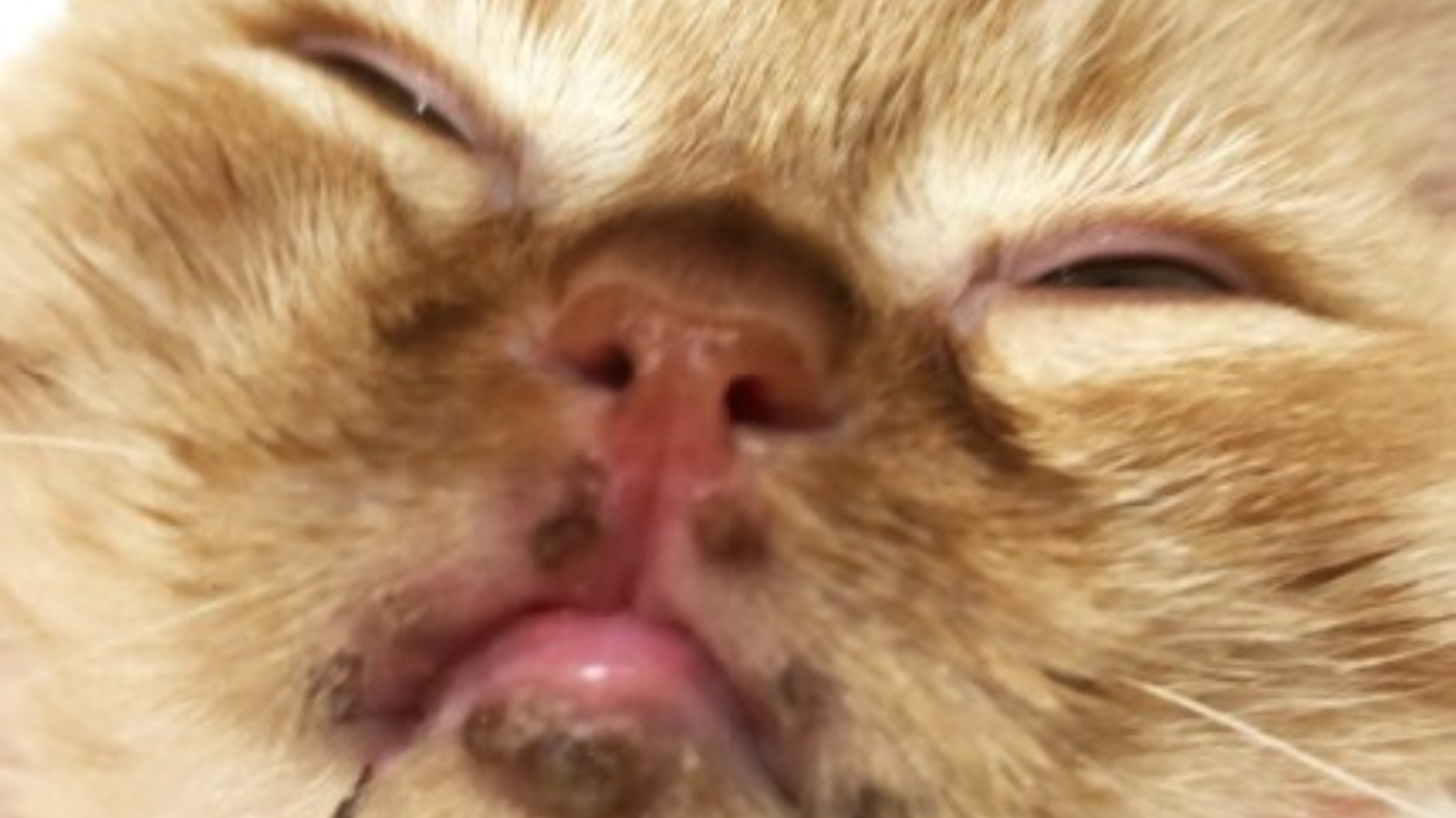 我們整理出視覺症狀、行為變化和常見好發部位，幫助你更快辨識出早期警訊，也提供簡單判別方式，協助你初步區分「貓癬」和其他常見皮膚病的差異。越早發現、越早治療，對貓咪的康復與家中環境控管都有極大幫助！