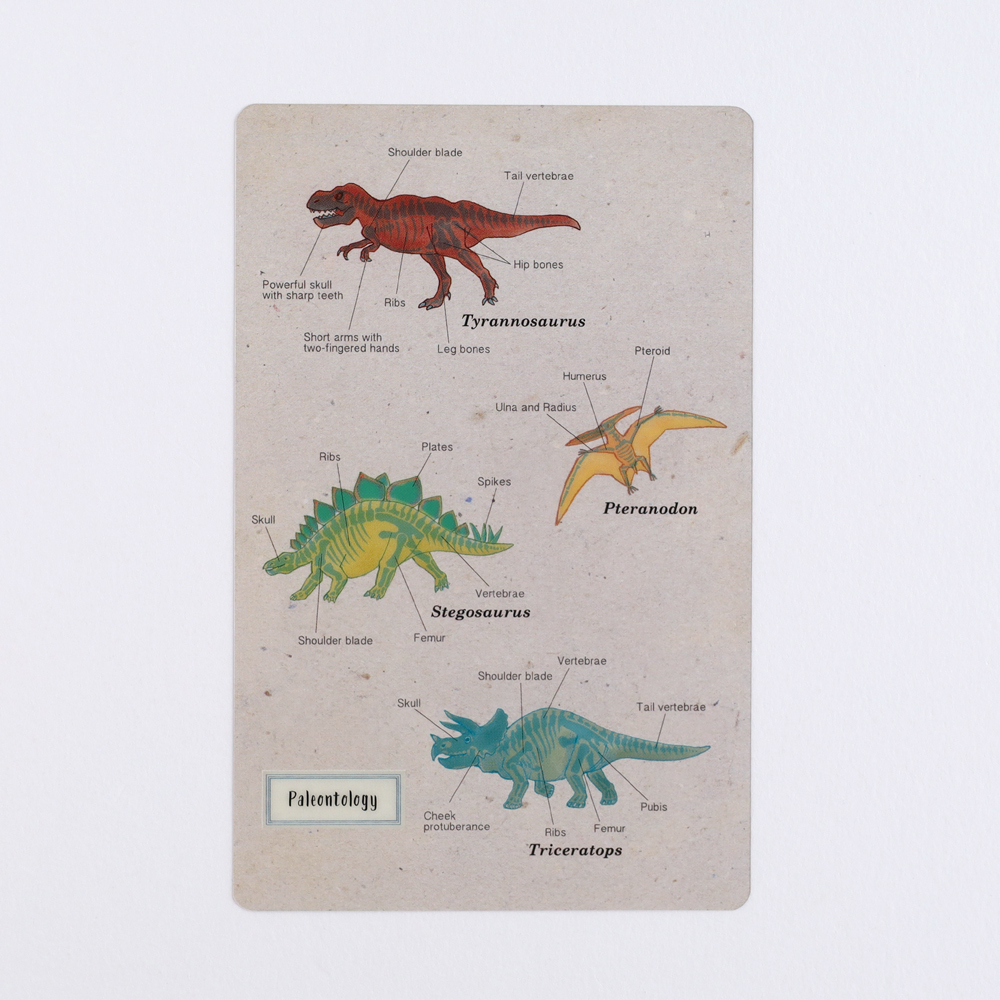 恐龍 古生物學 透明書籤 小墊板｜日本STUDY HOLIC