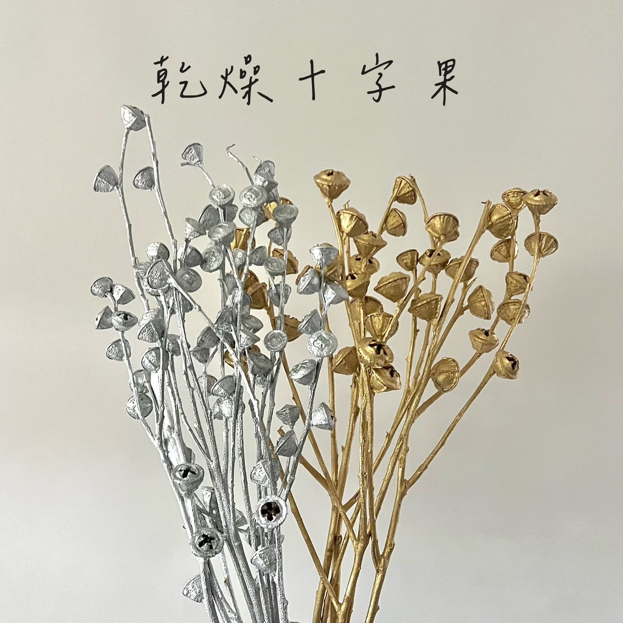 乾燥十字果(尤加利果)