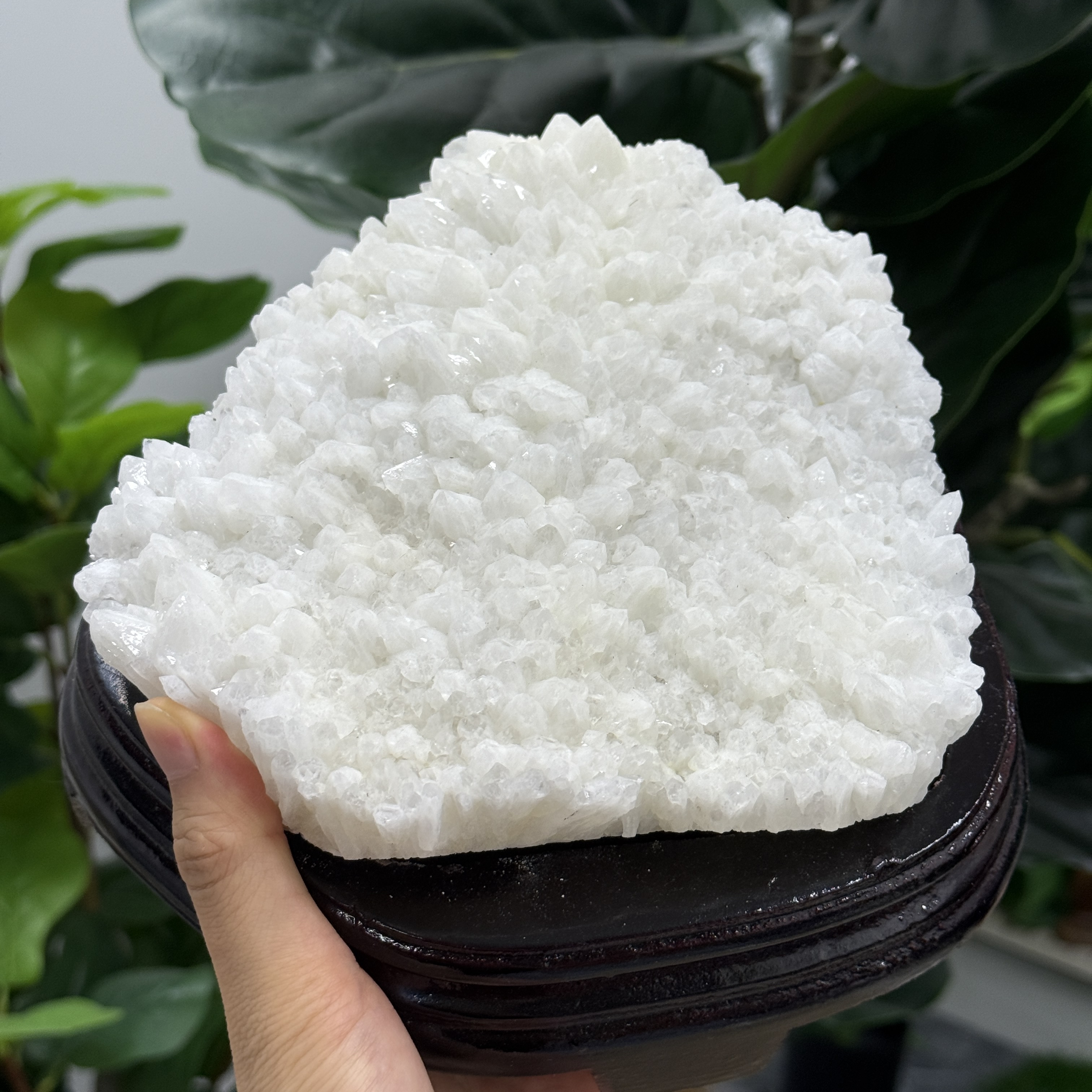 白晶簇 2146g WD2135