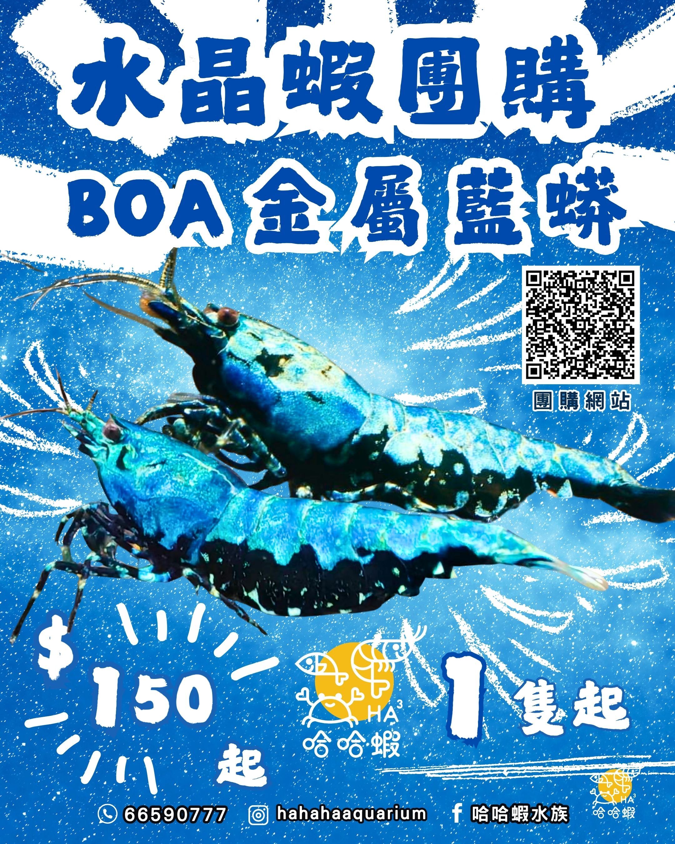 BOA 金屬藍蟒水晶蝦 ｜Metallic Blue Galaxy Boa  [團購]