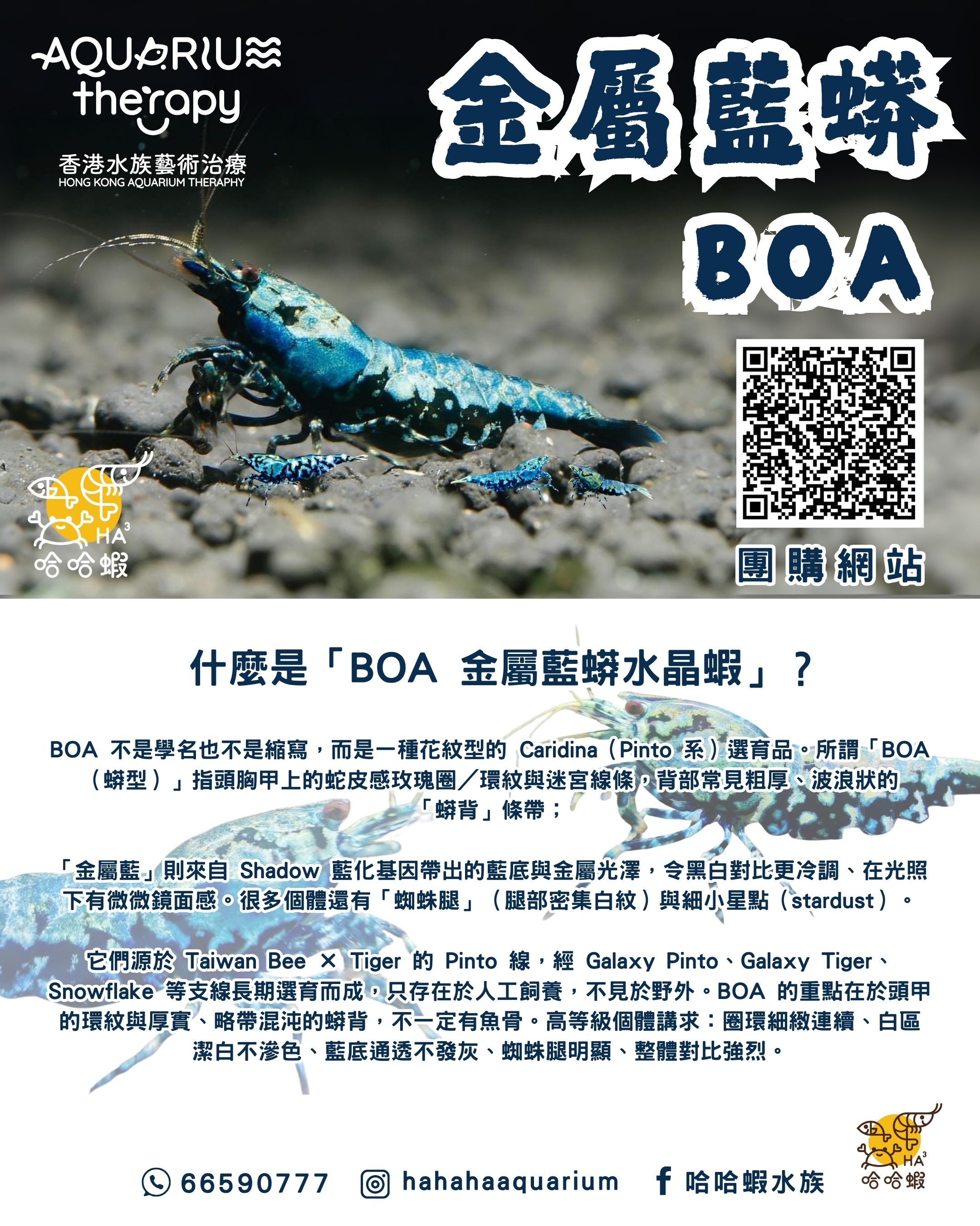 BOA 金屬藍蟒水晶蝦 ｜Metallic Blue Galaxy Boa  [團購]