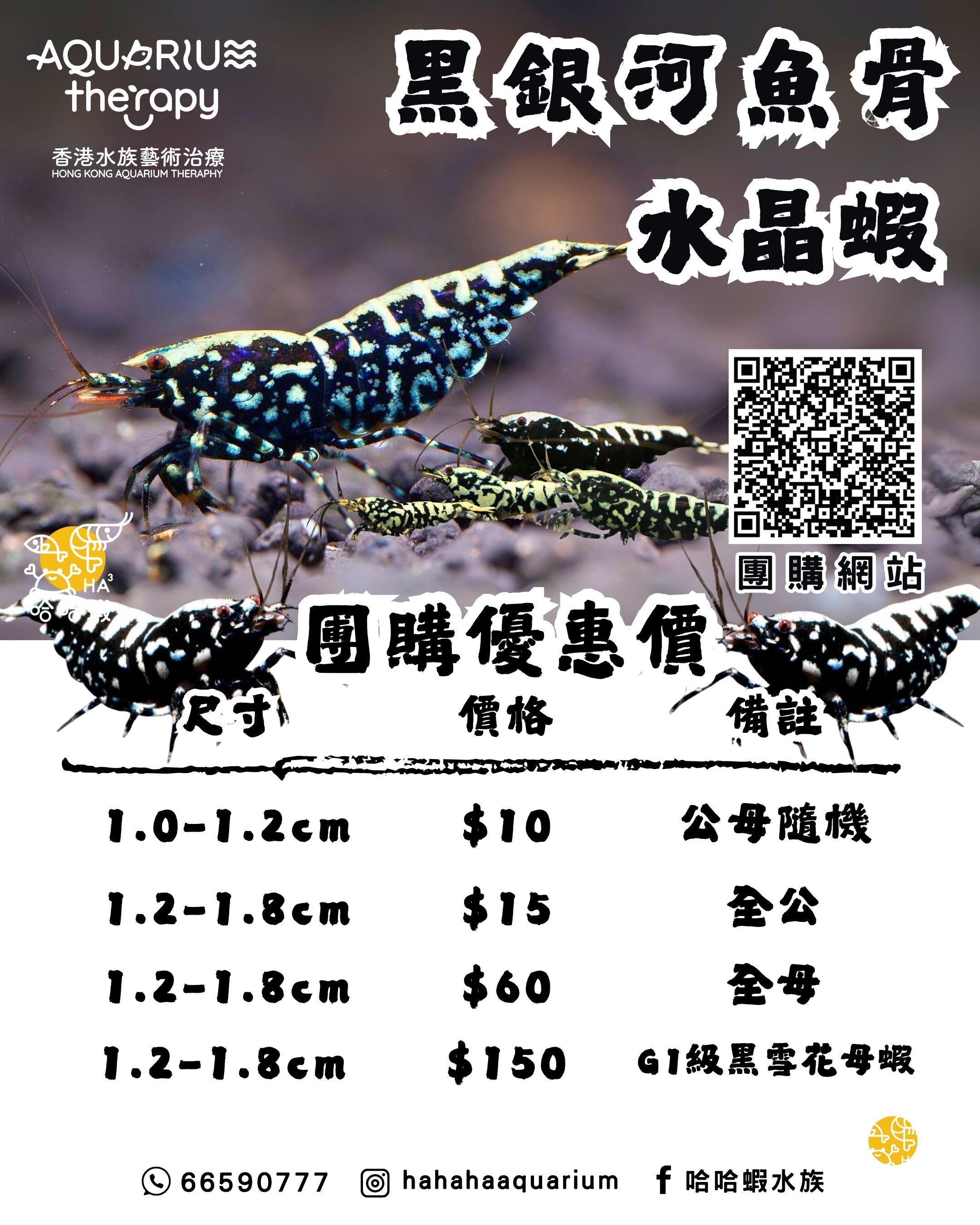 黑銀河魚骨水晶蝦 | Black Galaxy Fishbone shrimp  [團購]