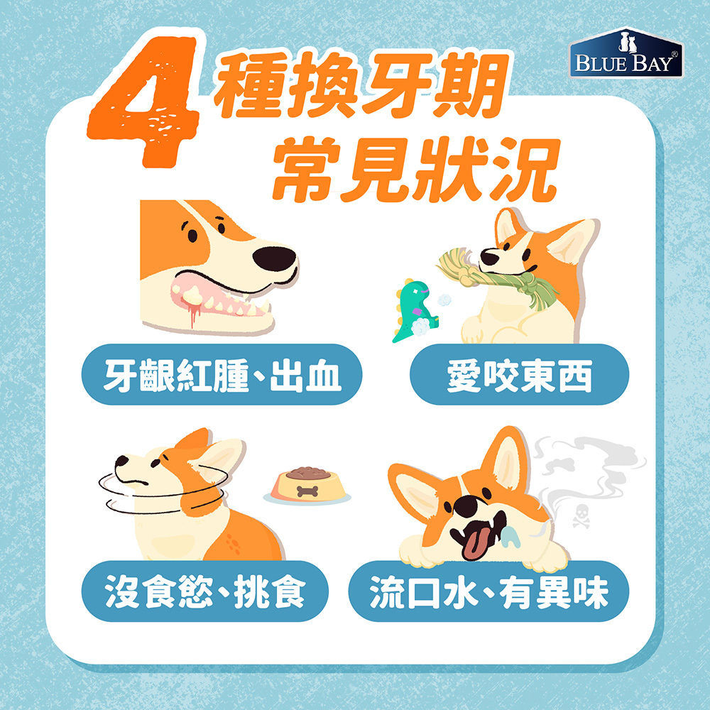 幼犬換牙期
