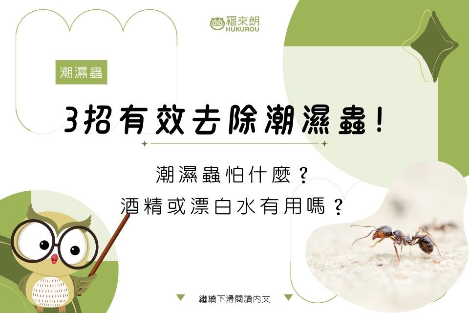 潮濕蟲怕什麼？酒精或漂白水有用嗎？3招有效去除木頭/房間潮濕蟲！