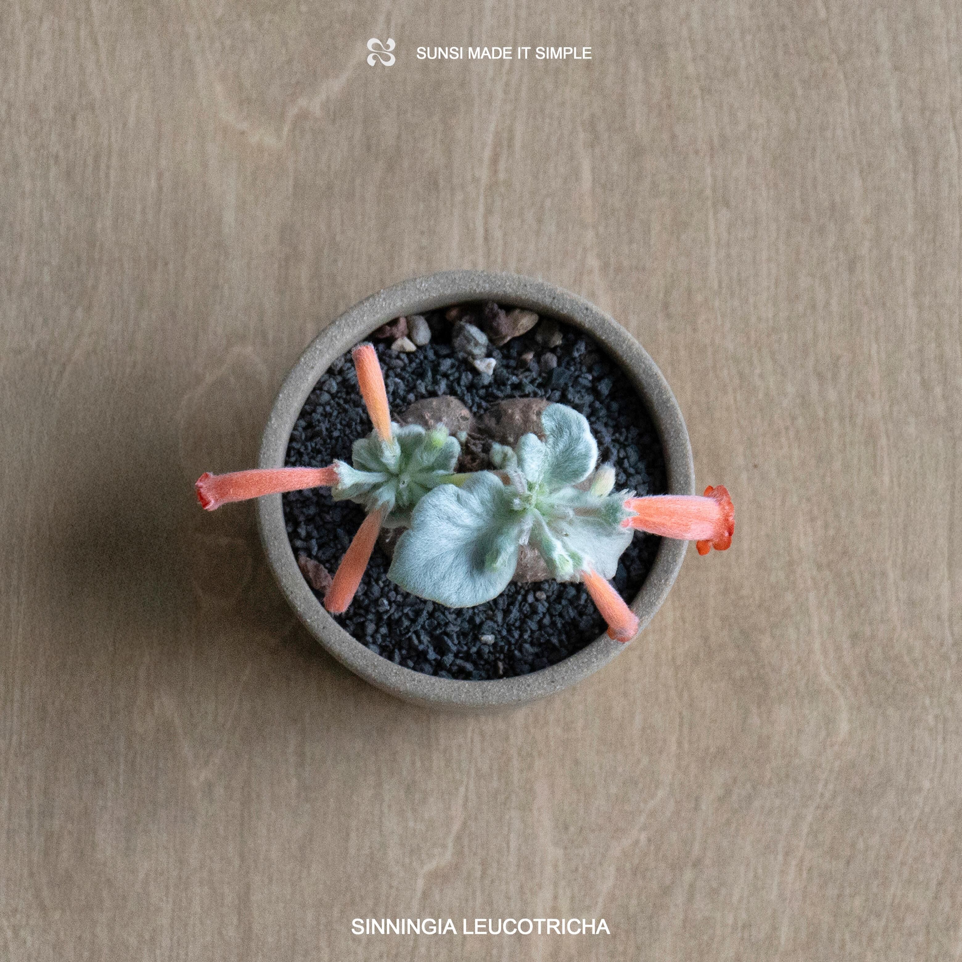 斷崖女王 Rechsteineria leucotricha