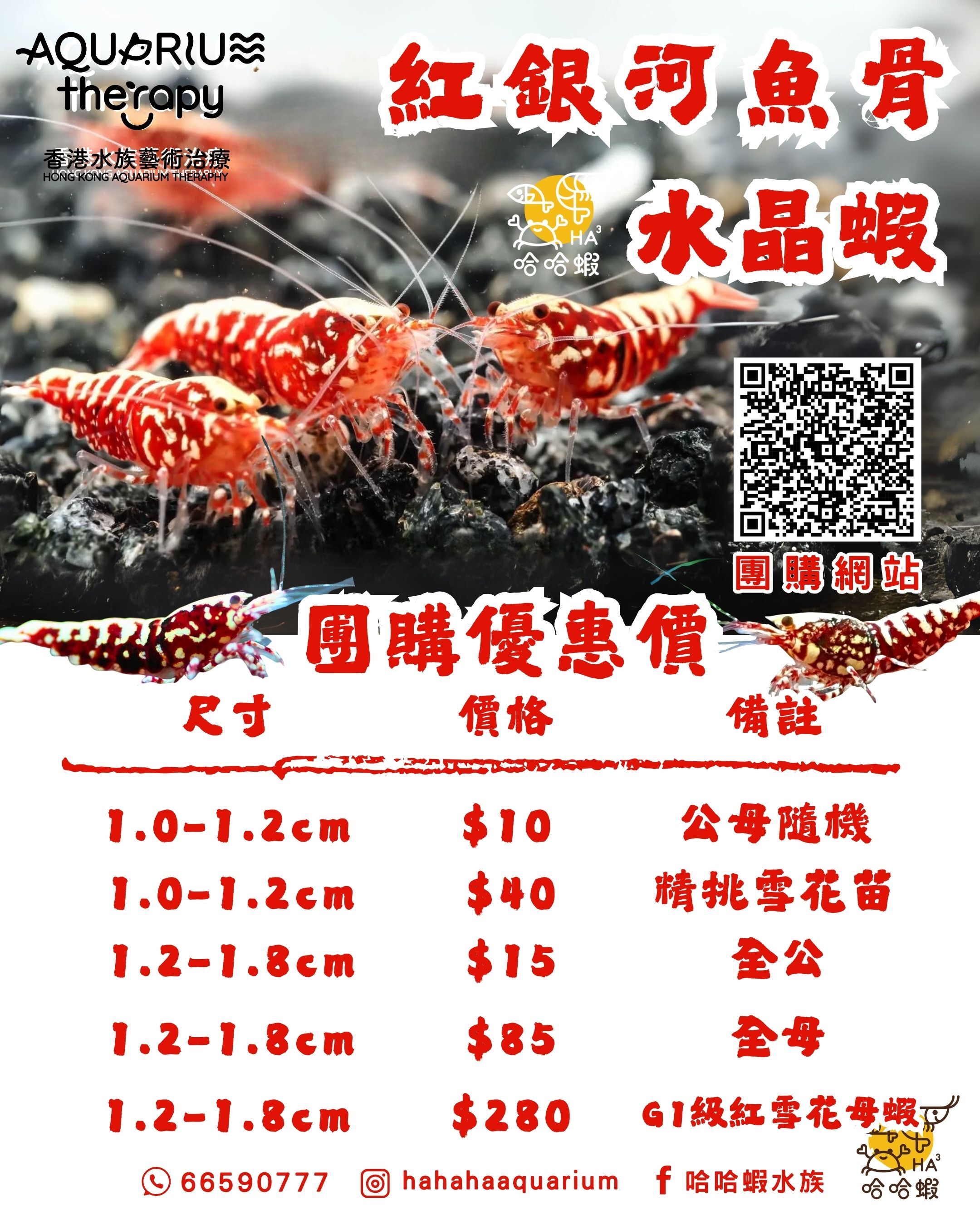 紅銀河魚骨水晶蝦 | RED Galaxy Fishbone shrimp  [團購]