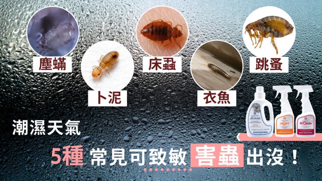 春季家居害蟲防治 塵蟎清除方法