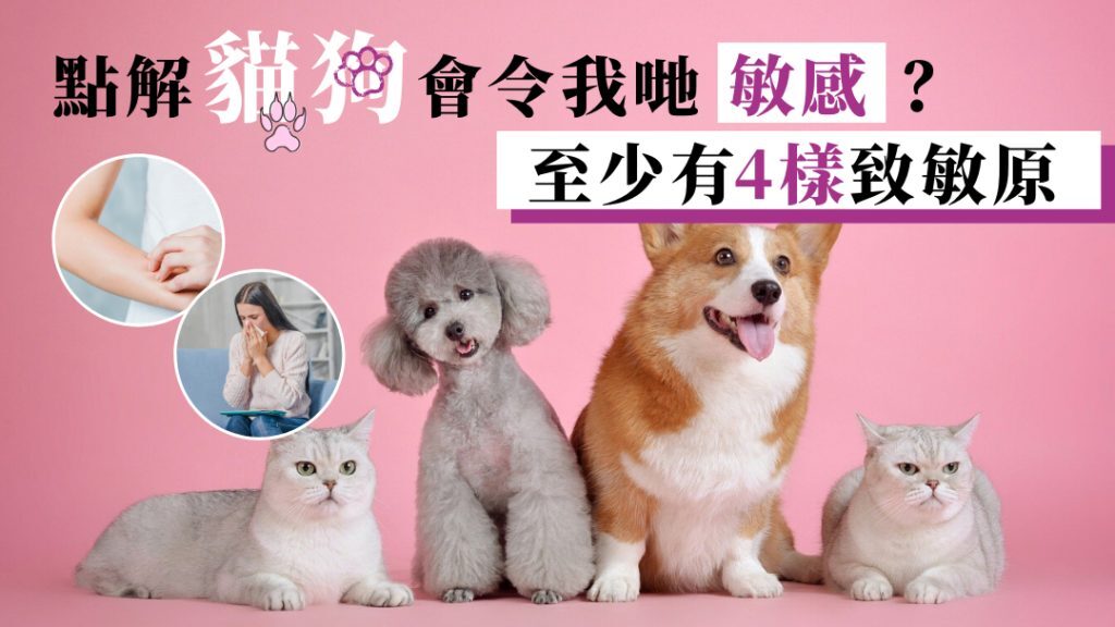 寵物過敏原 寵物過敏預防