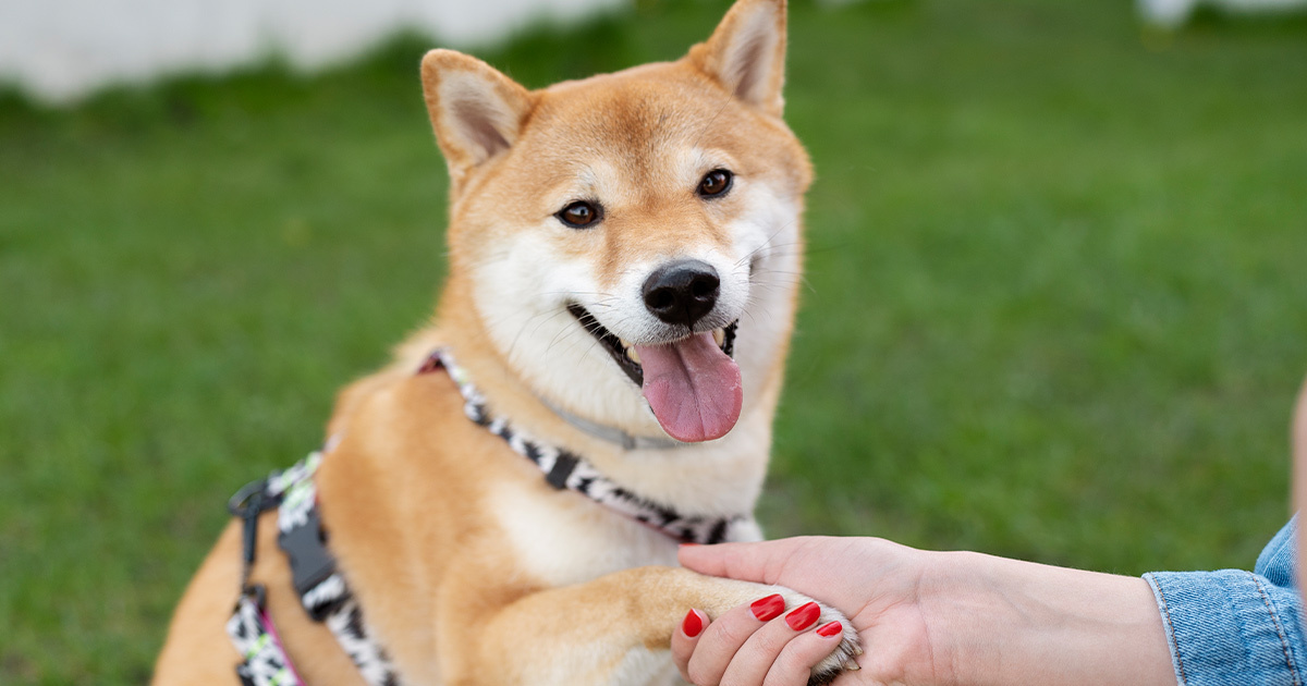 狗狗關節保健
