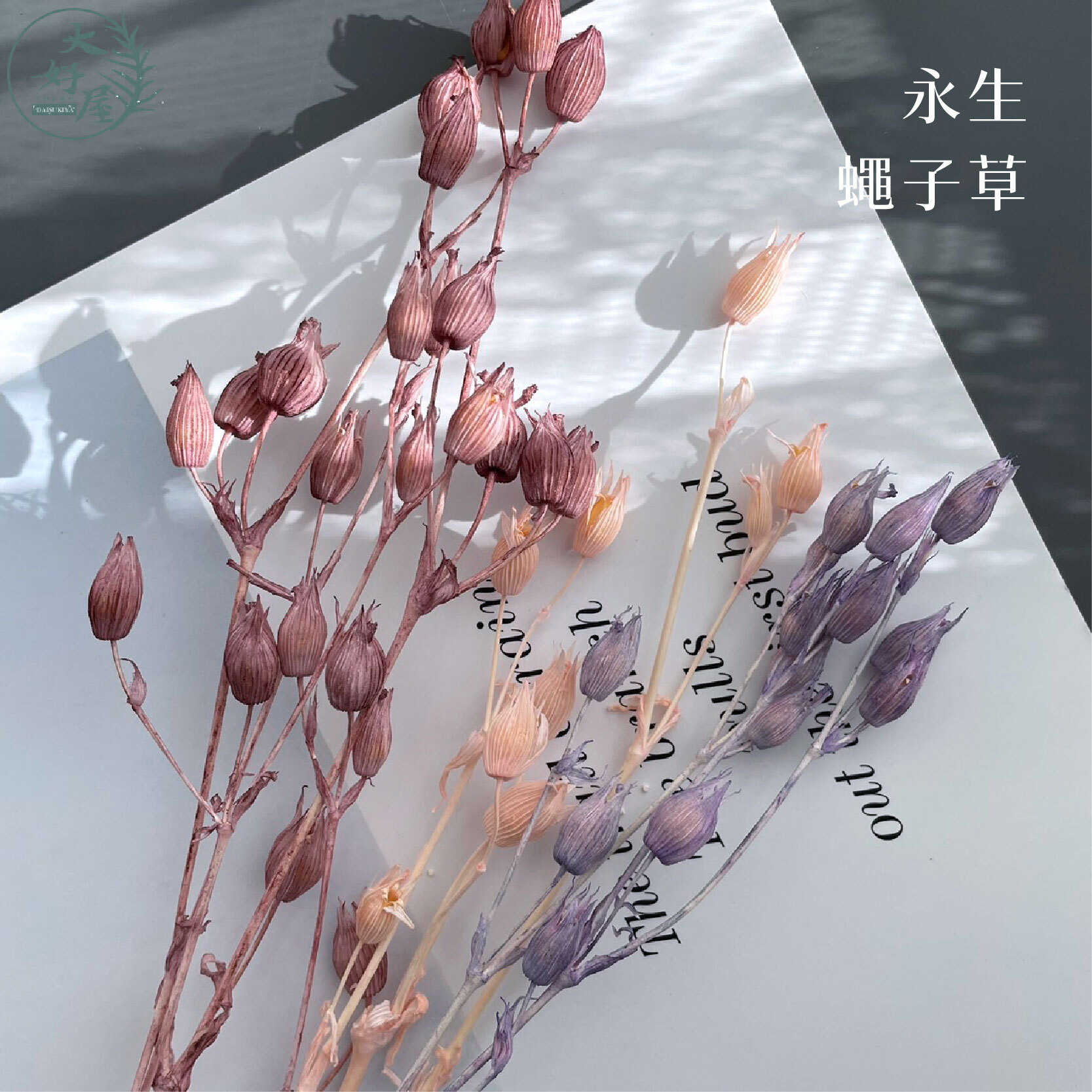 永生蠅子草【小束裝】