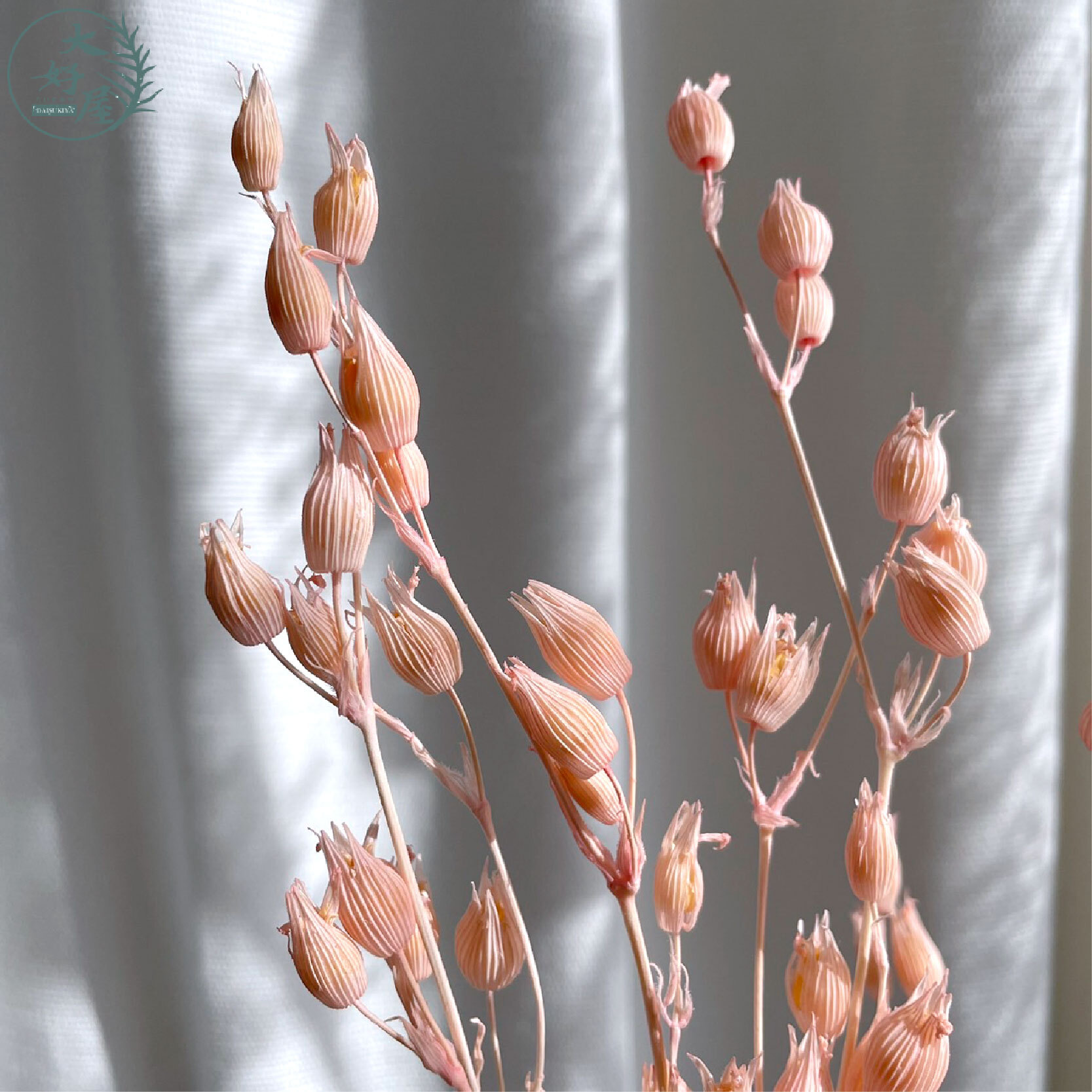 永生蠅子草【小束裝】