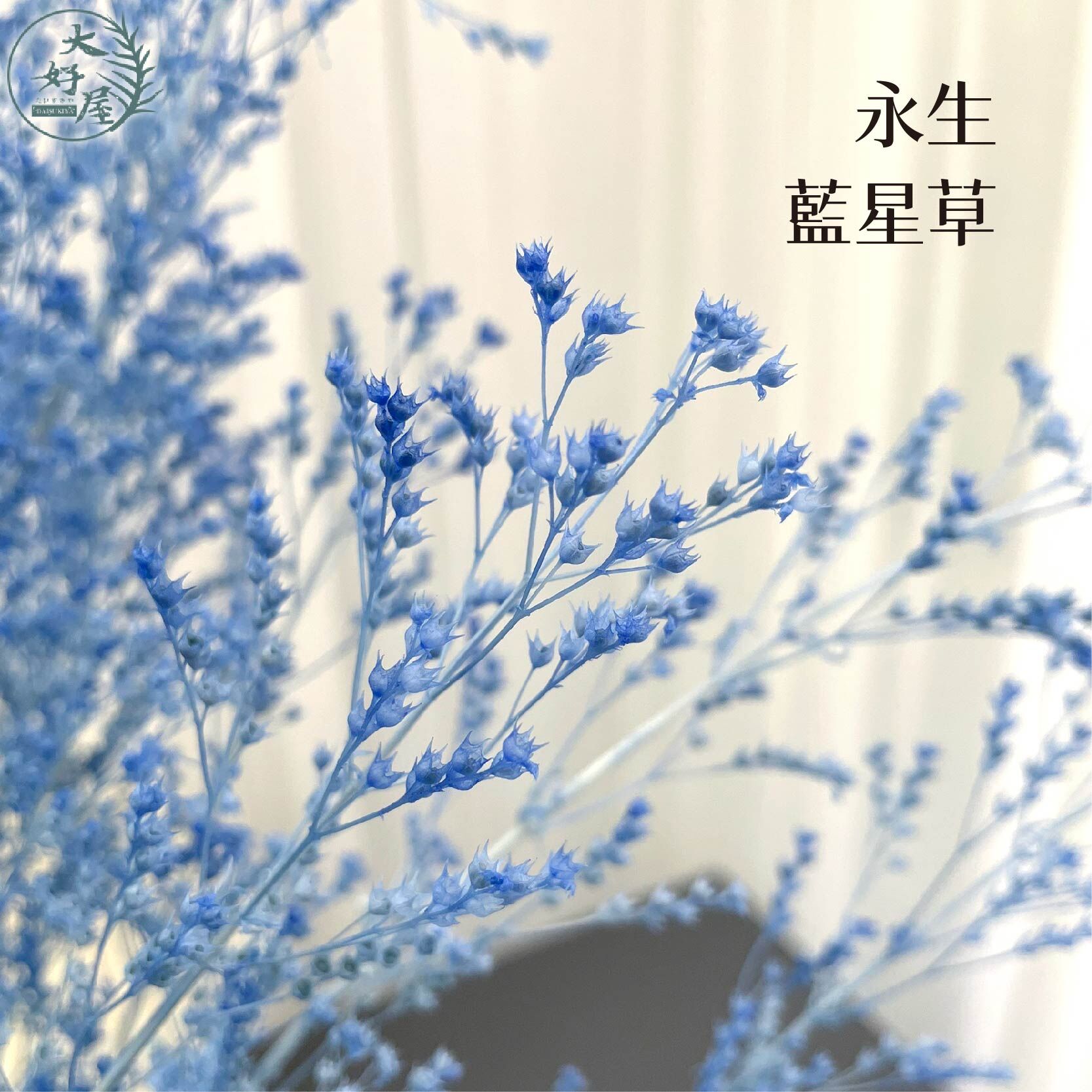 永生藍星草【小束裝】