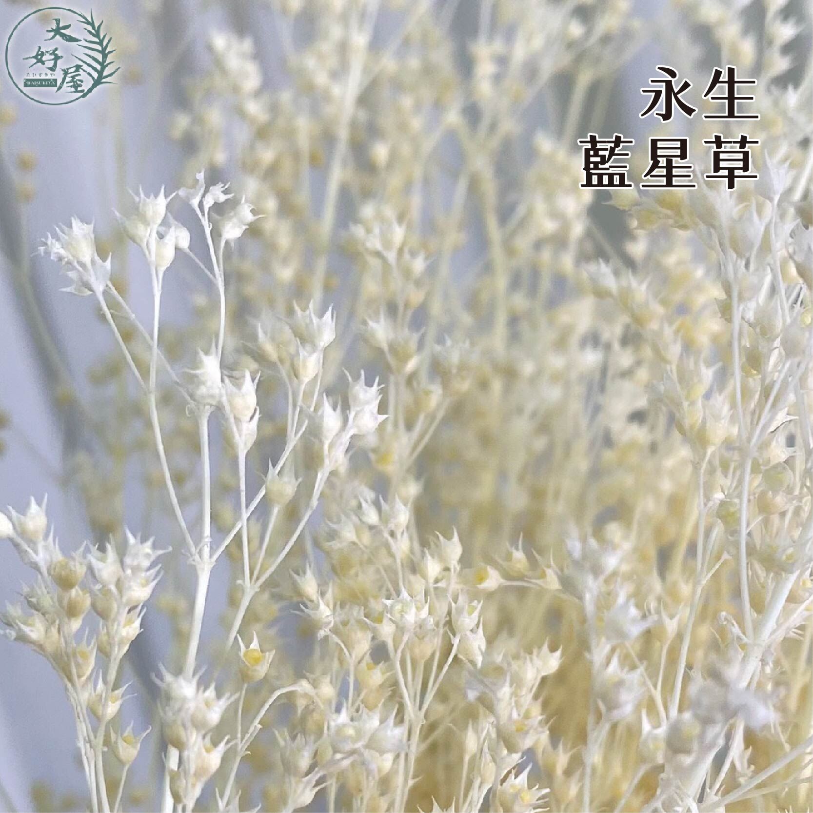 永生藍星草【大束裝】