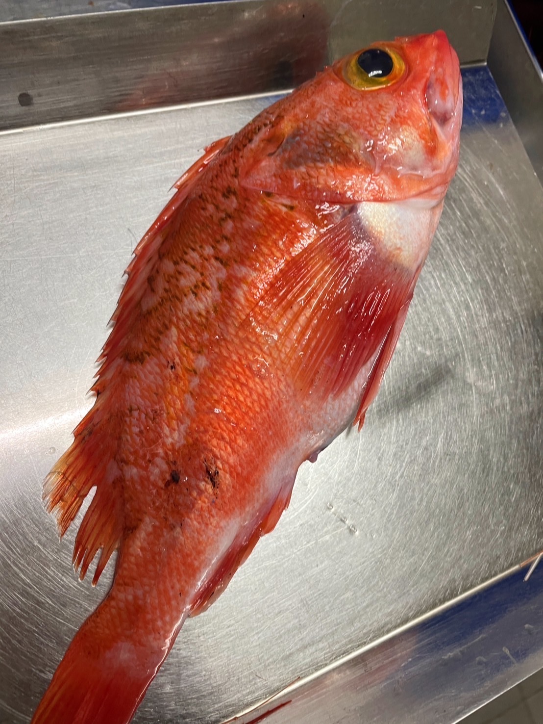 【石狗公】已三去