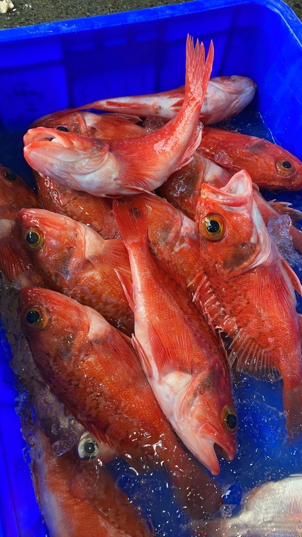 【石狗公】已三去