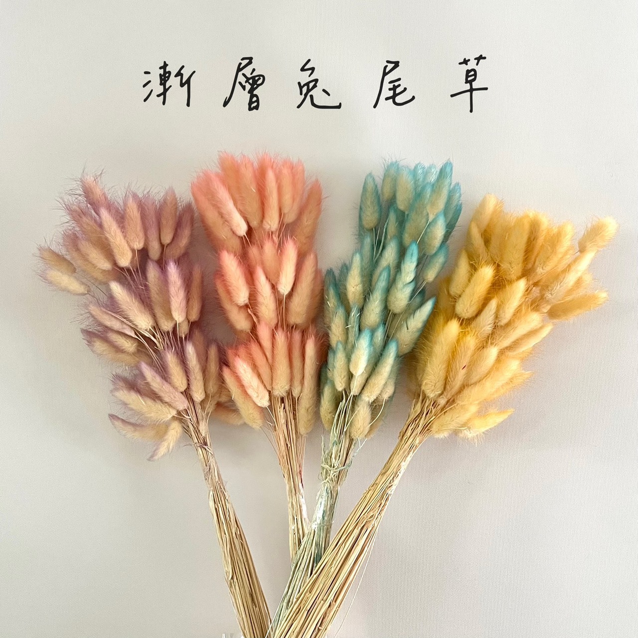 乾燥漸層兔尾草