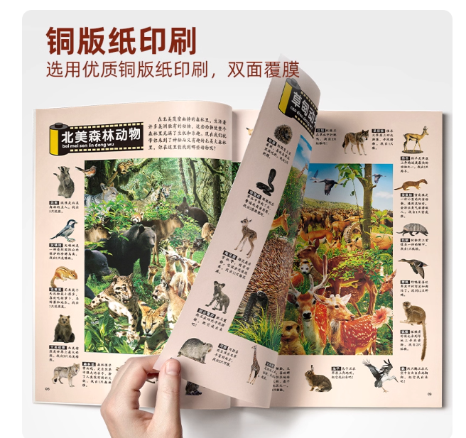 动物大搜索（4本）